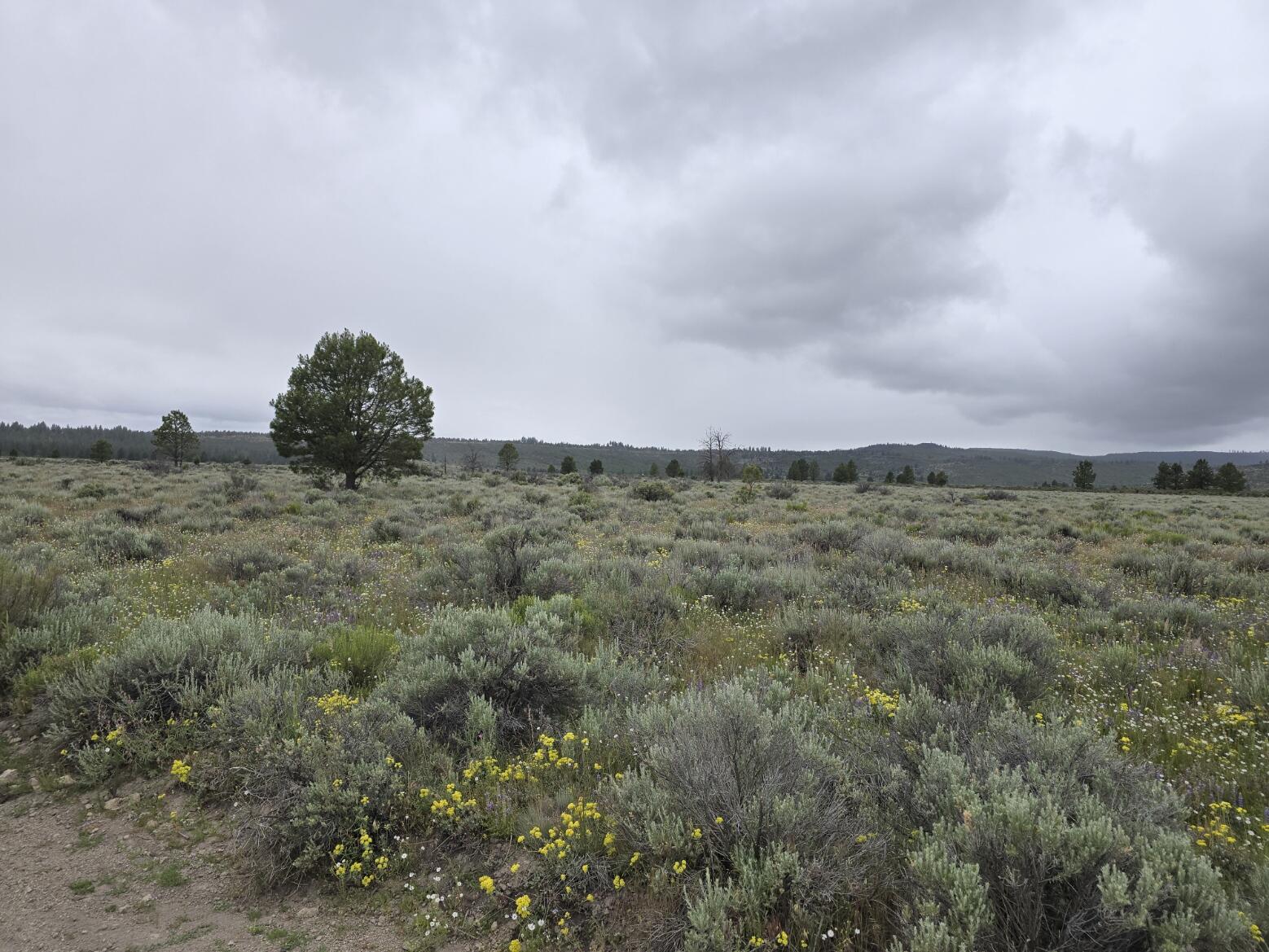 Oregon Pines - Land