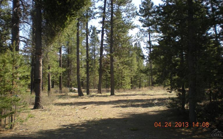 Tall Pines - Land