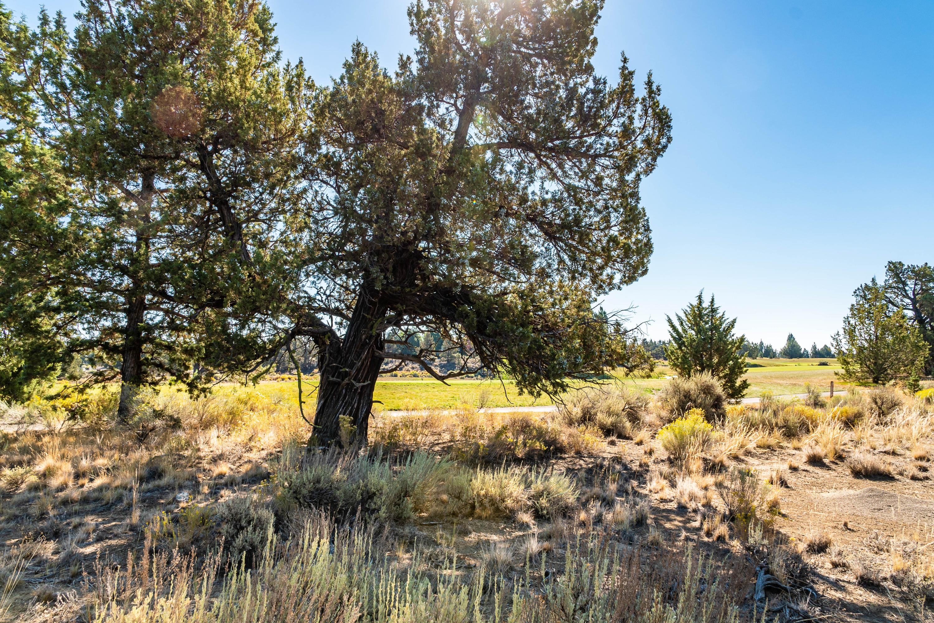 Pronghorn - Land