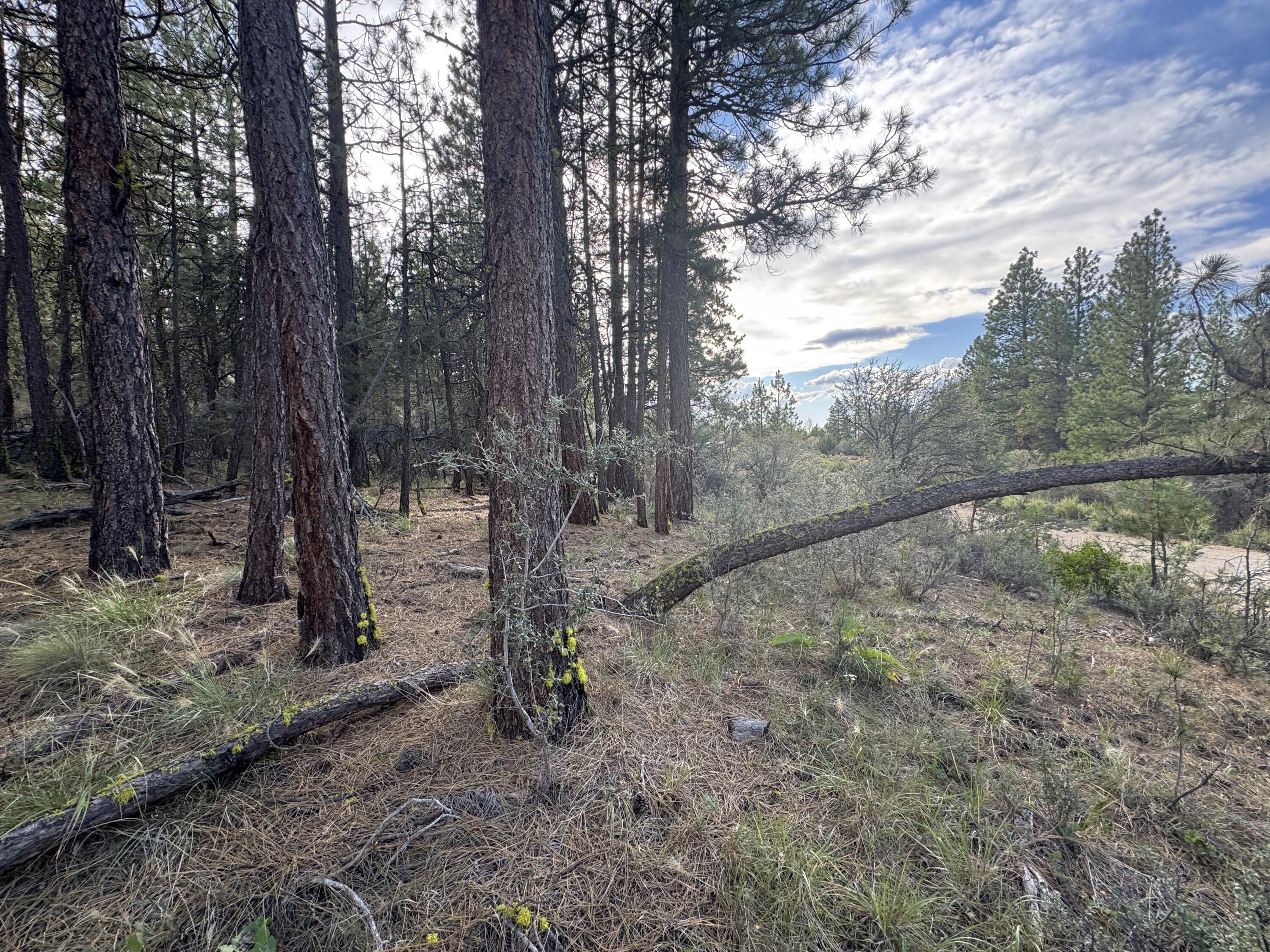 1.49 Acres | Residential Lot for Only $6,000 - Priced to Sell! Don't miss this incredible opportunity to own a 1.49-acre residential-zoned parcel for just $6,000 right outside of quaint, rural, Beatty, Oregon! Whether you're dreaming of off-grid living, a peaceful homestead,or building a cozy cabin, this affordable lot offers endless possibilities. Nestled among towering pines with abundant wildlife and birdlife, the setting is quiet, serene & surrounded by nature. Perfect for a log cabin, tiny home, manufactured home or your own custom retreat, this lot offers the flexibility & space to create your ideal lifestyle at a price that's hard to beat. Enjoy the peace and privacy of rural living with room to grow, garden, or simply relax in the great outdoors. No HOA. Low price. High potential.