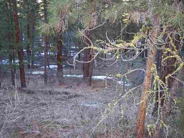 Nice Parcel. Beautiful Pines, Sloping Terrain, Very Quiet Neighborhood And Backed By Blm. Lower Half Of Property Offers Some Nice Homesites, Upper Portion Is Rocky, But Has An Awesome View. Great Place For Residential Or Vacation Home.