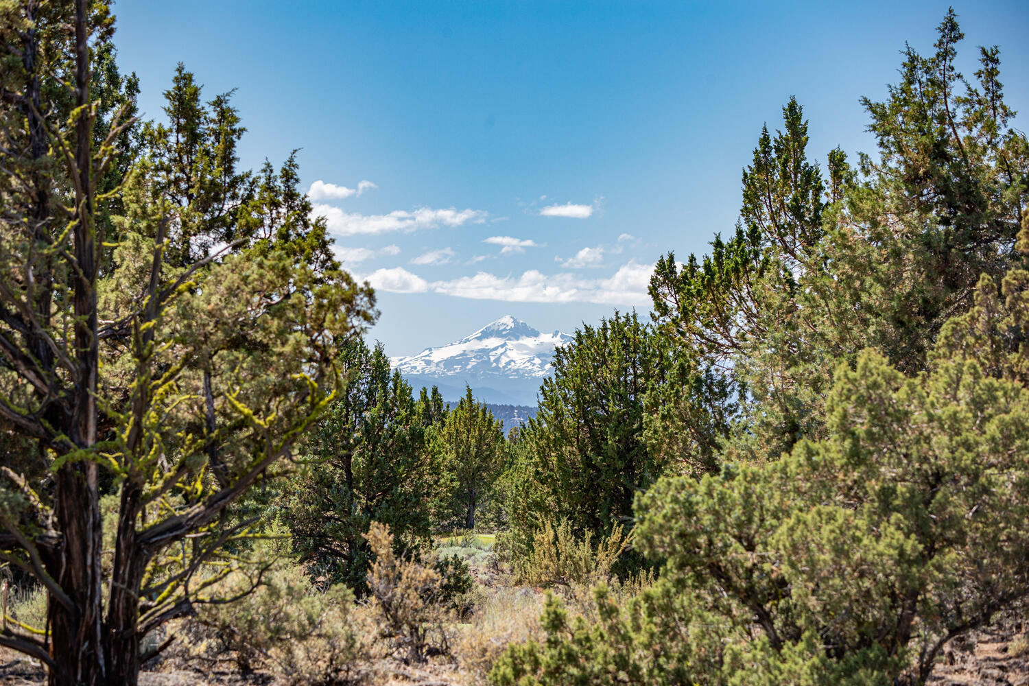 Pronghorn - Land