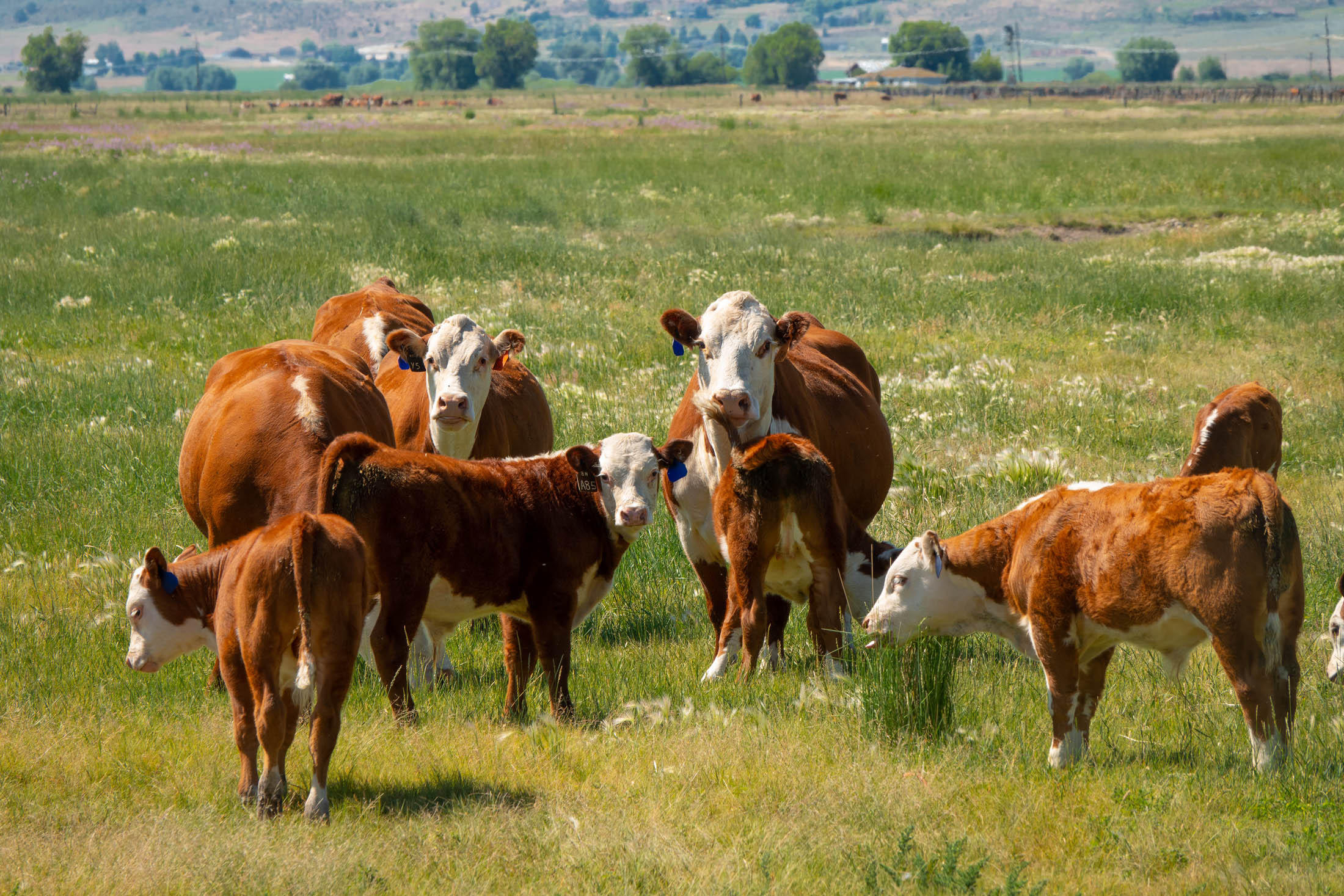 N/A - Farm