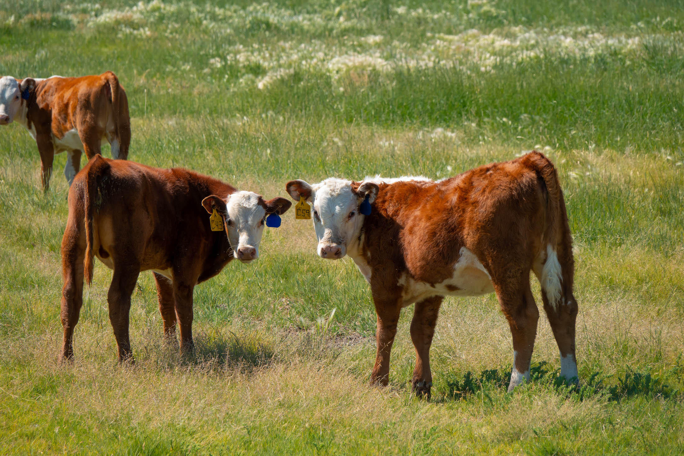 N/A - Farm