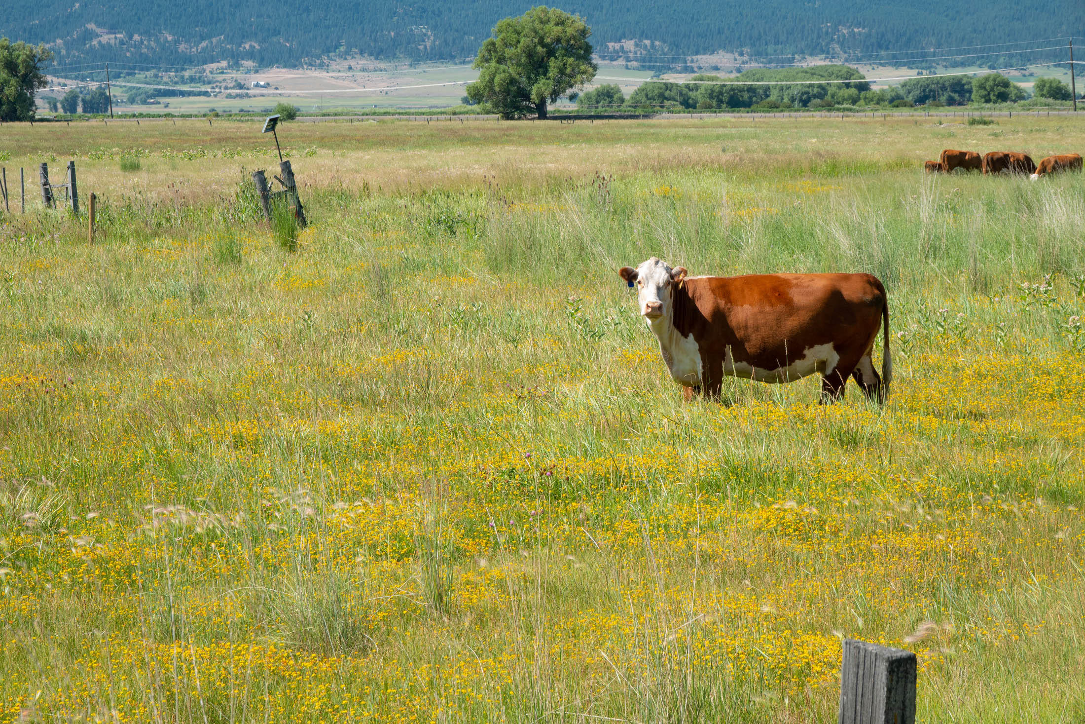 N/A - Farm