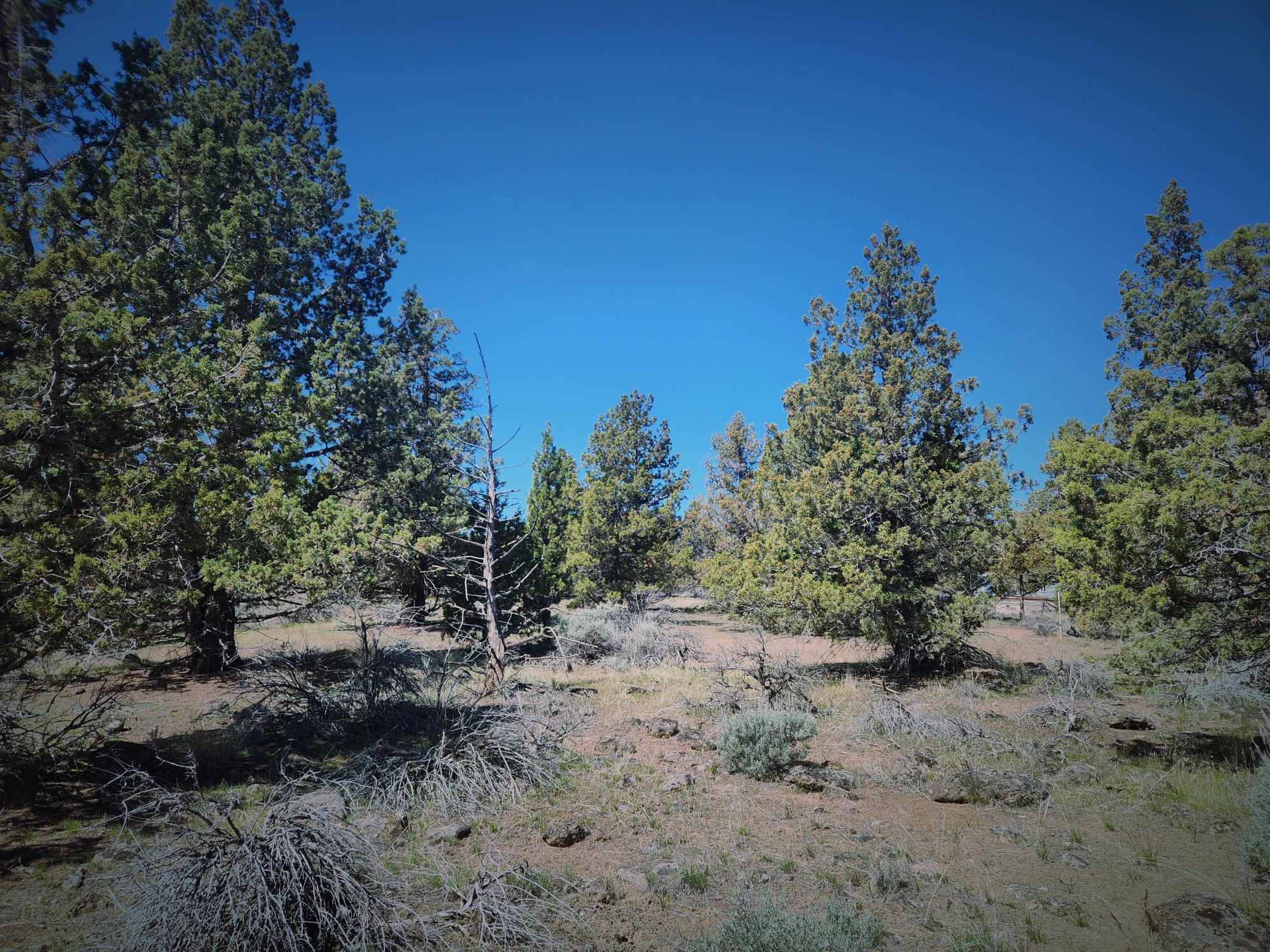 Whispering Pines - Land
