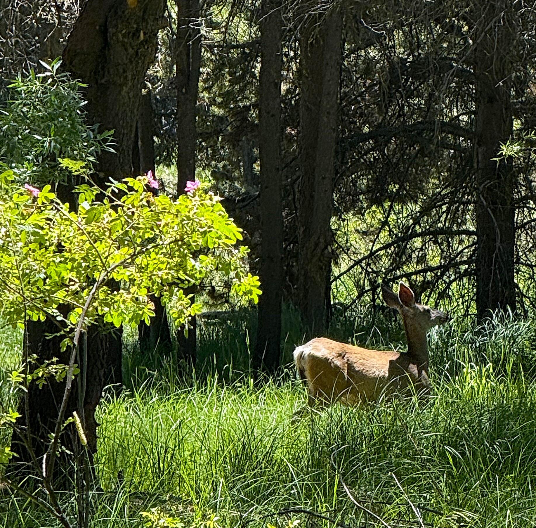 Little River Ranch - Residential