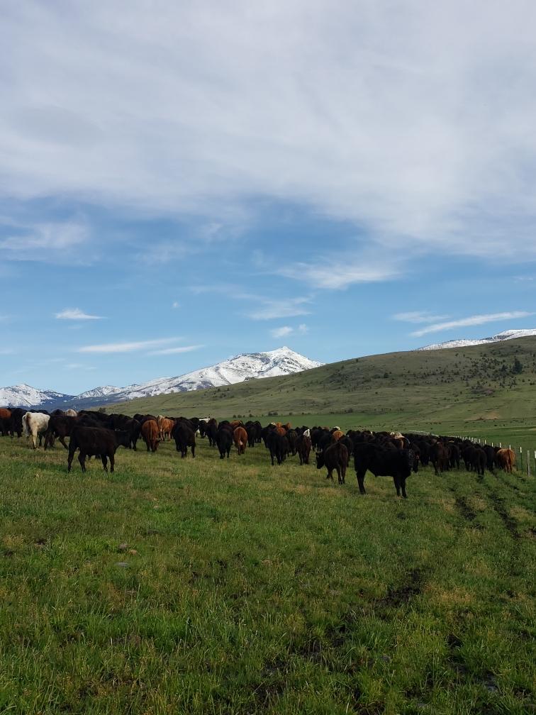 N/A - Farm