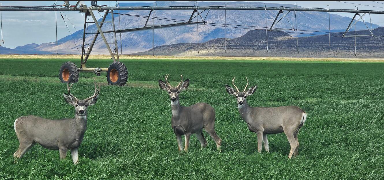 N/A - Farm