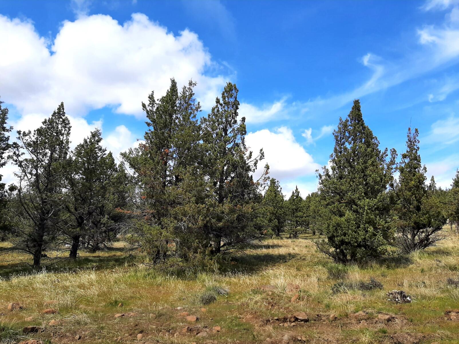 Prineville Lake Acres 1 - Land
