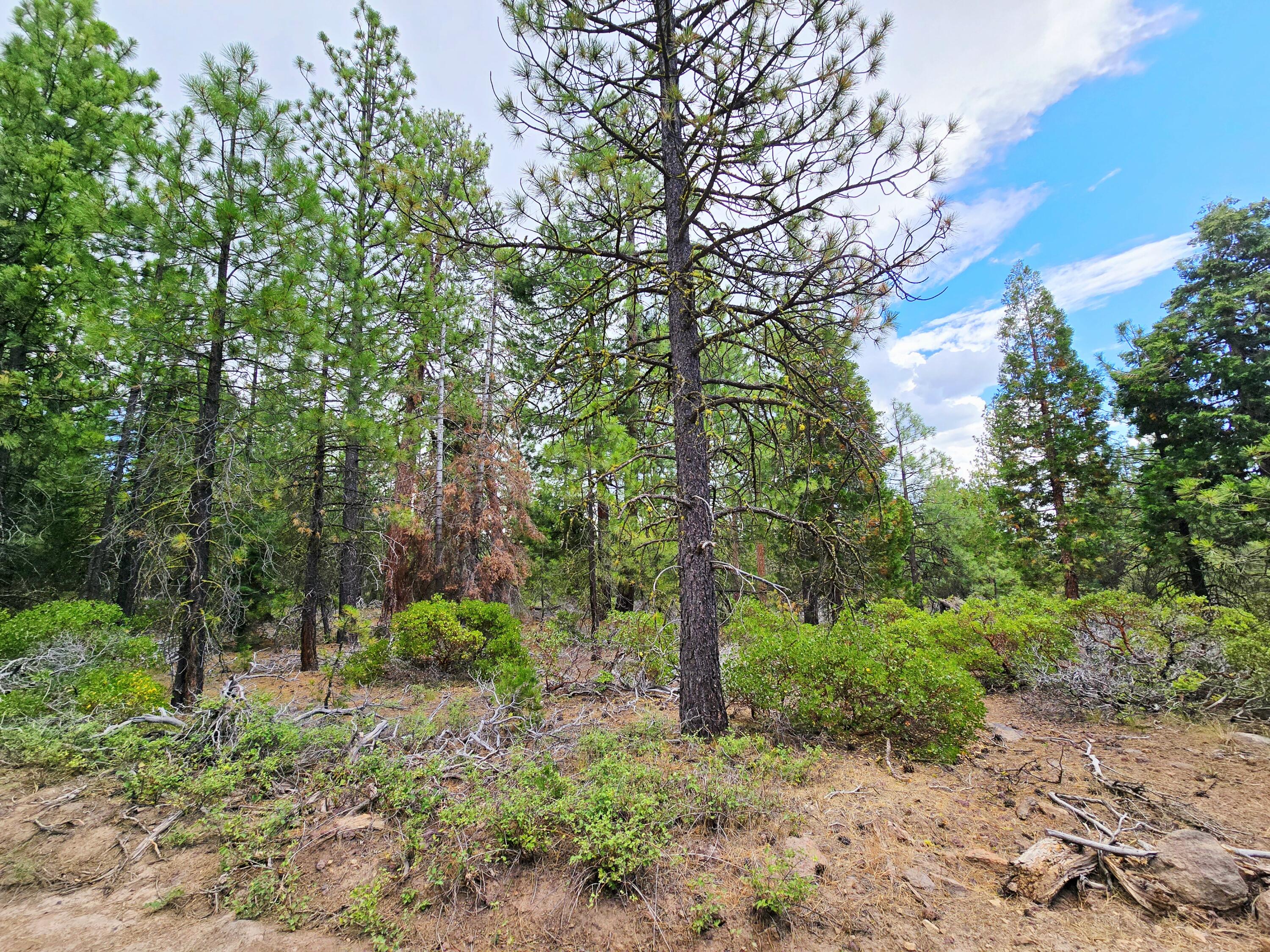 Klamath Falls Forest Estates -Hwy 66 Unit -Plat No. 1 - Land