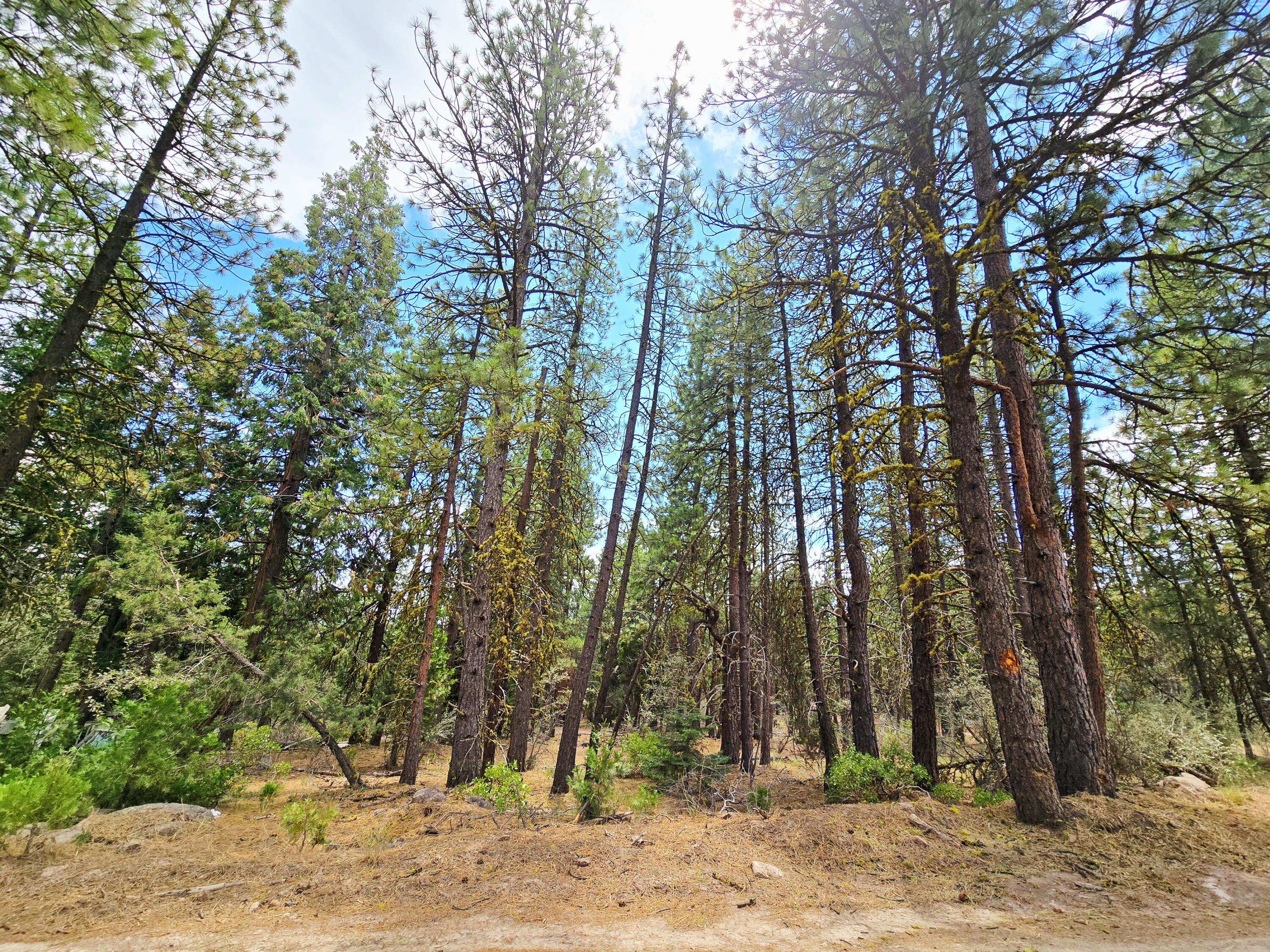 Klamath Falls Forest Estates -Hwy 66 Unit -Plat No. 1 - Land