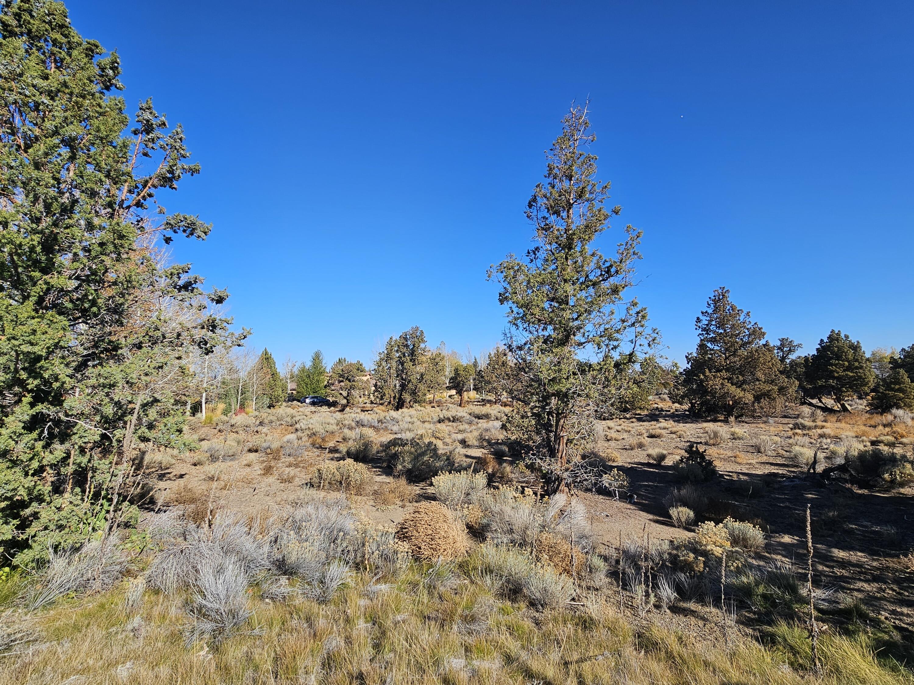 Pronghorn - Land