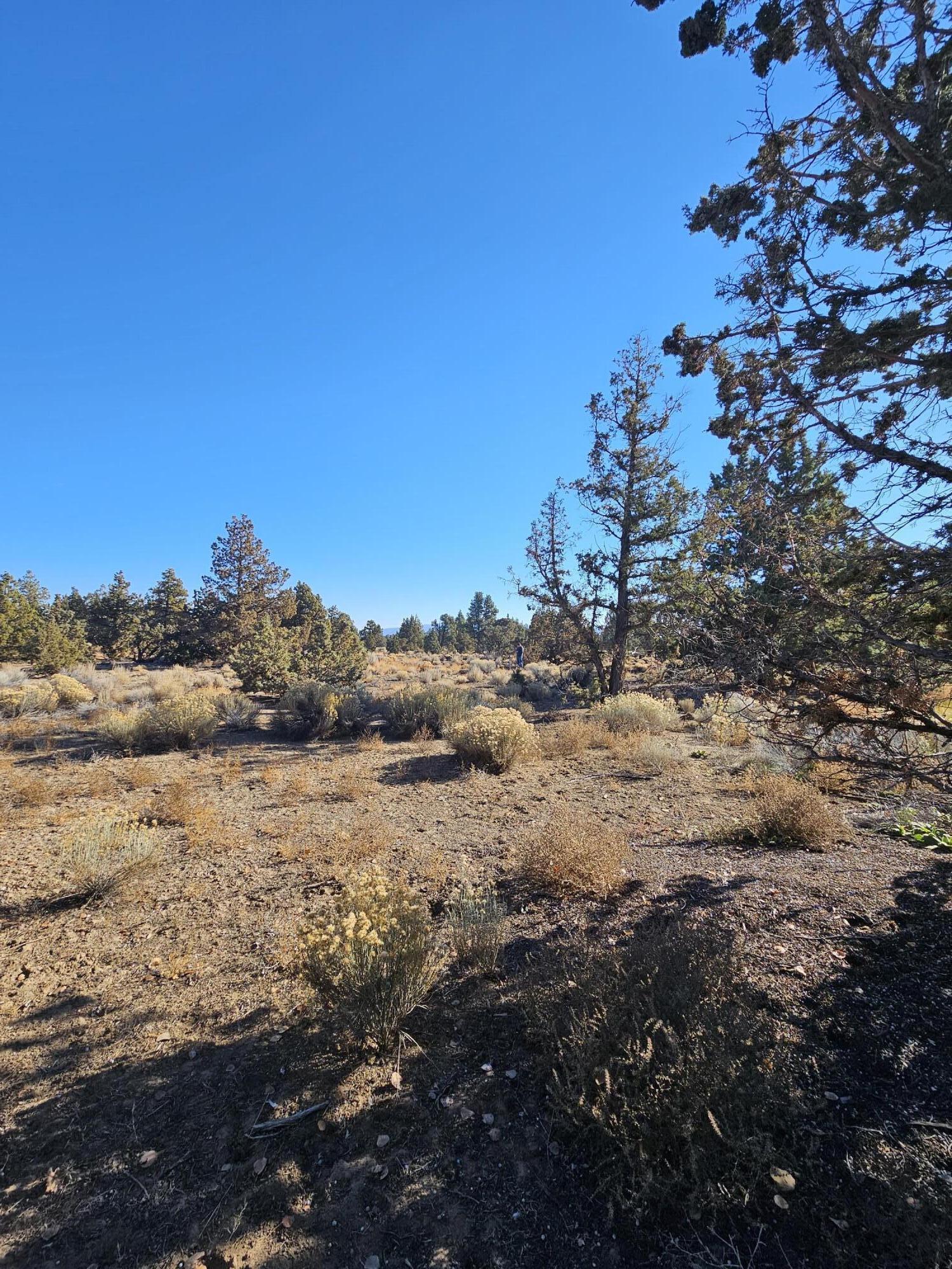 Pronghorn - Land