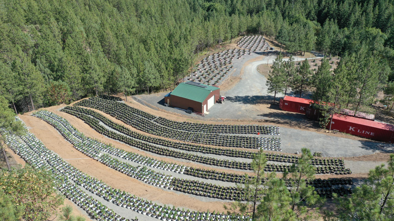 Don't miss another year! Take over operations now with ladies in the ground. Owner retiring, extraordinary investment opportunity at an unbelievable price. One of the most isolated tier 2 Cannabis Farms in Southern Oregon, 40 acres, 35 acres of 3/4 mature pine tree farm and 5 acres of cannabis development ( No seeds no neighbors ) A mile and a half Private Drive with no through access, water Rights, completely off grid, solar with diesel generator back up, incredible south facing garden plots, just minutes from town and ready for the next entrepreneur to settle in to this slice of Oregon paradise.Time is of the essence and this property is your opportunity to still still catch the season and grow while OLCC ownership transfer takes place.