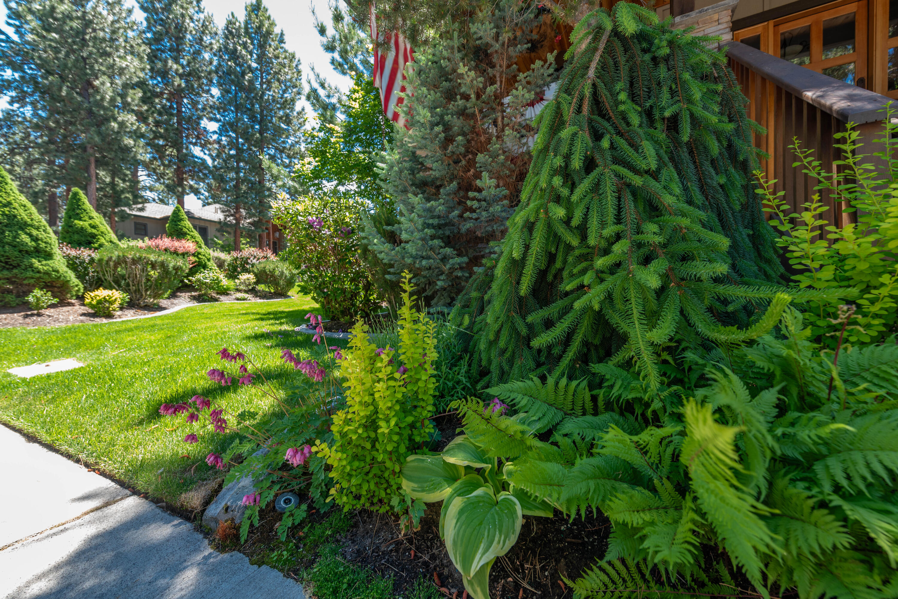 Mountain Pine - Residential
