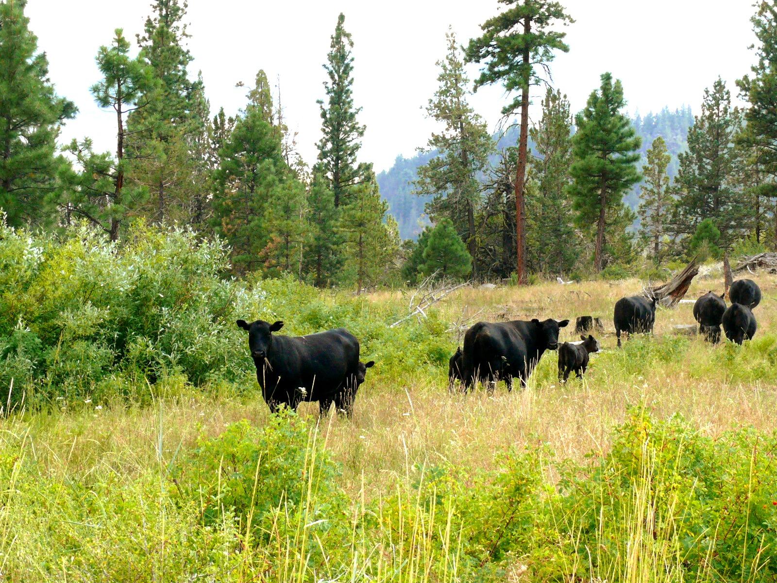 Lake County - Farm