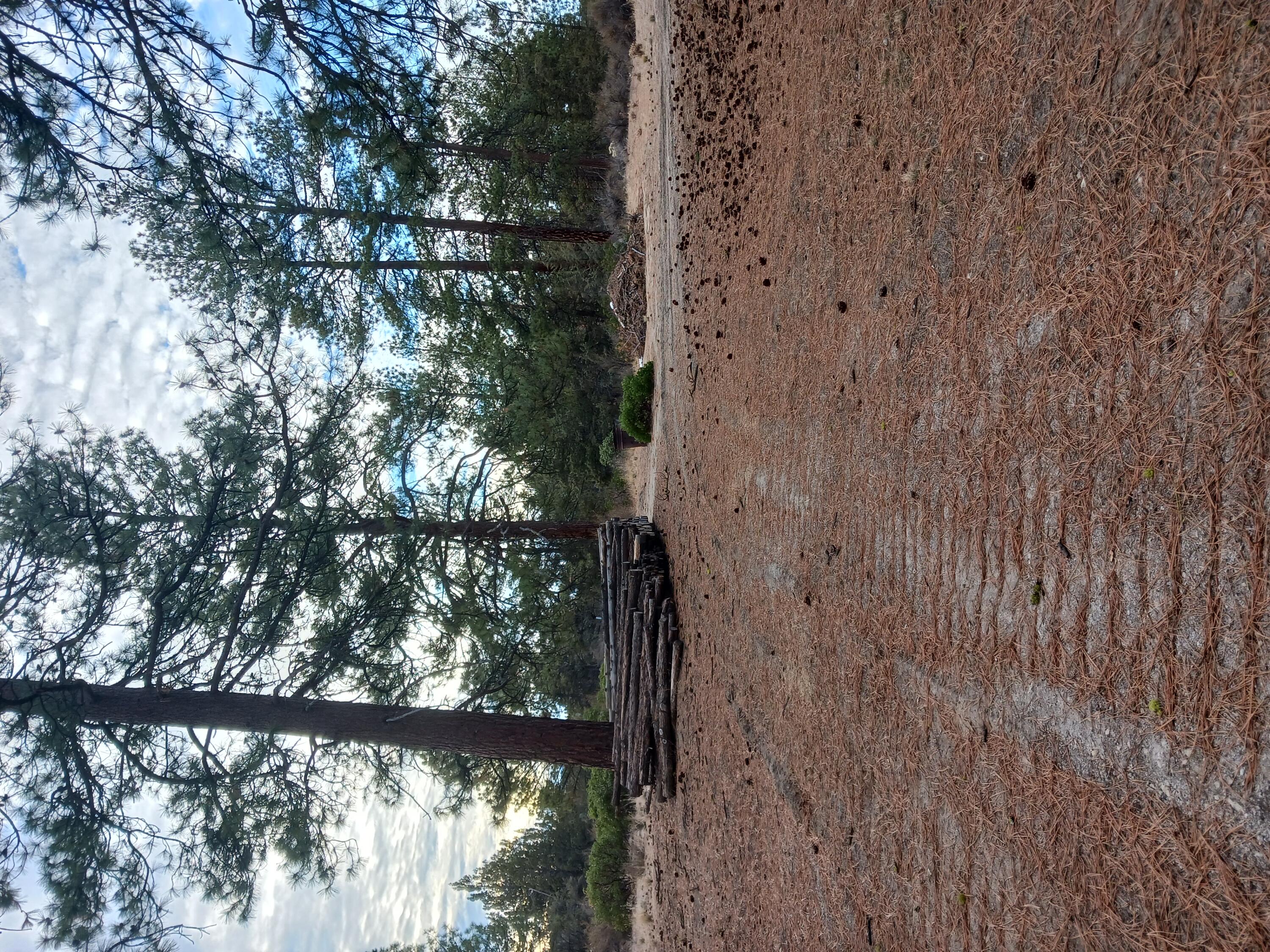 Oregon Pines - Land