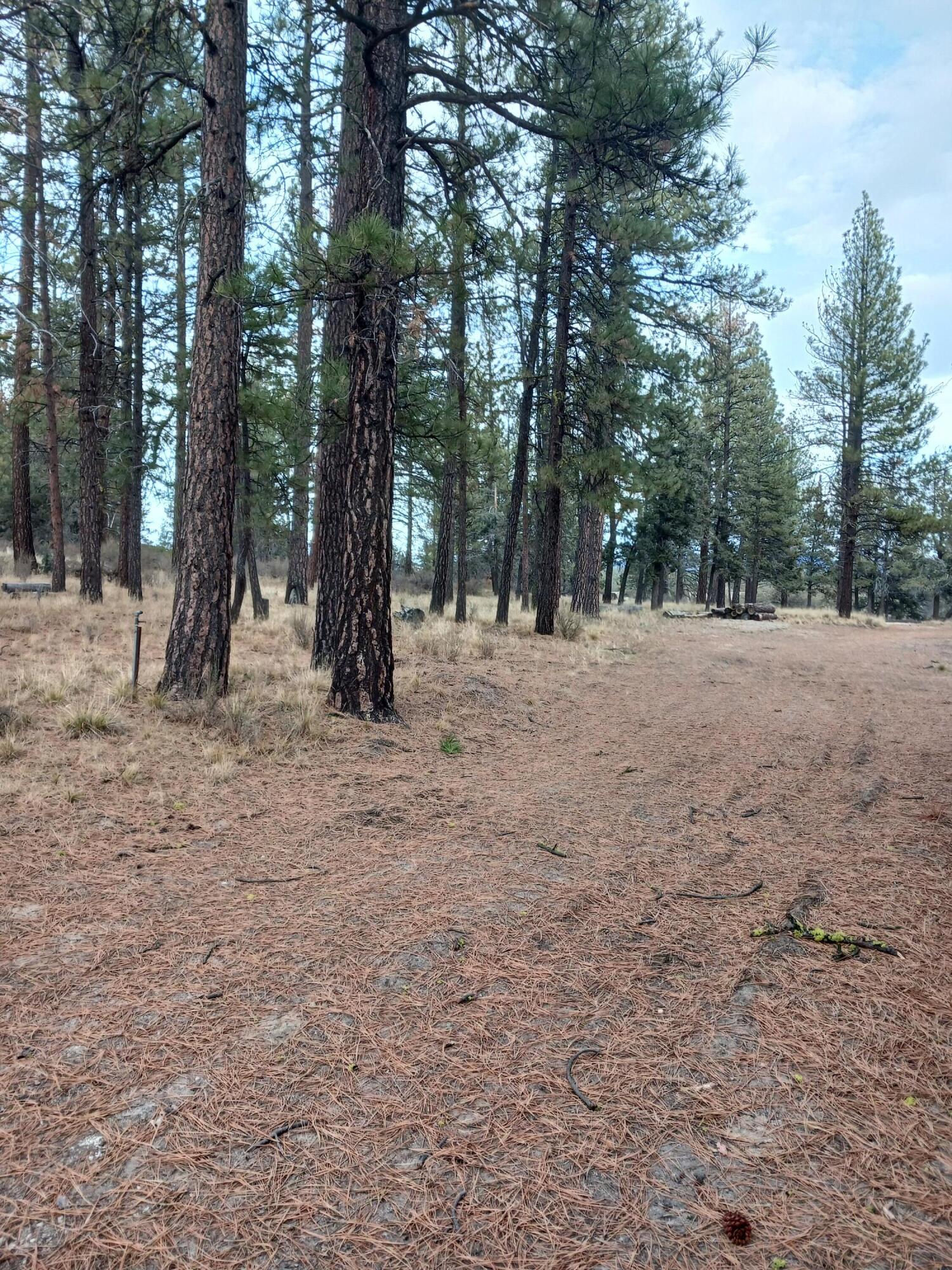 Oregon Pines - Land