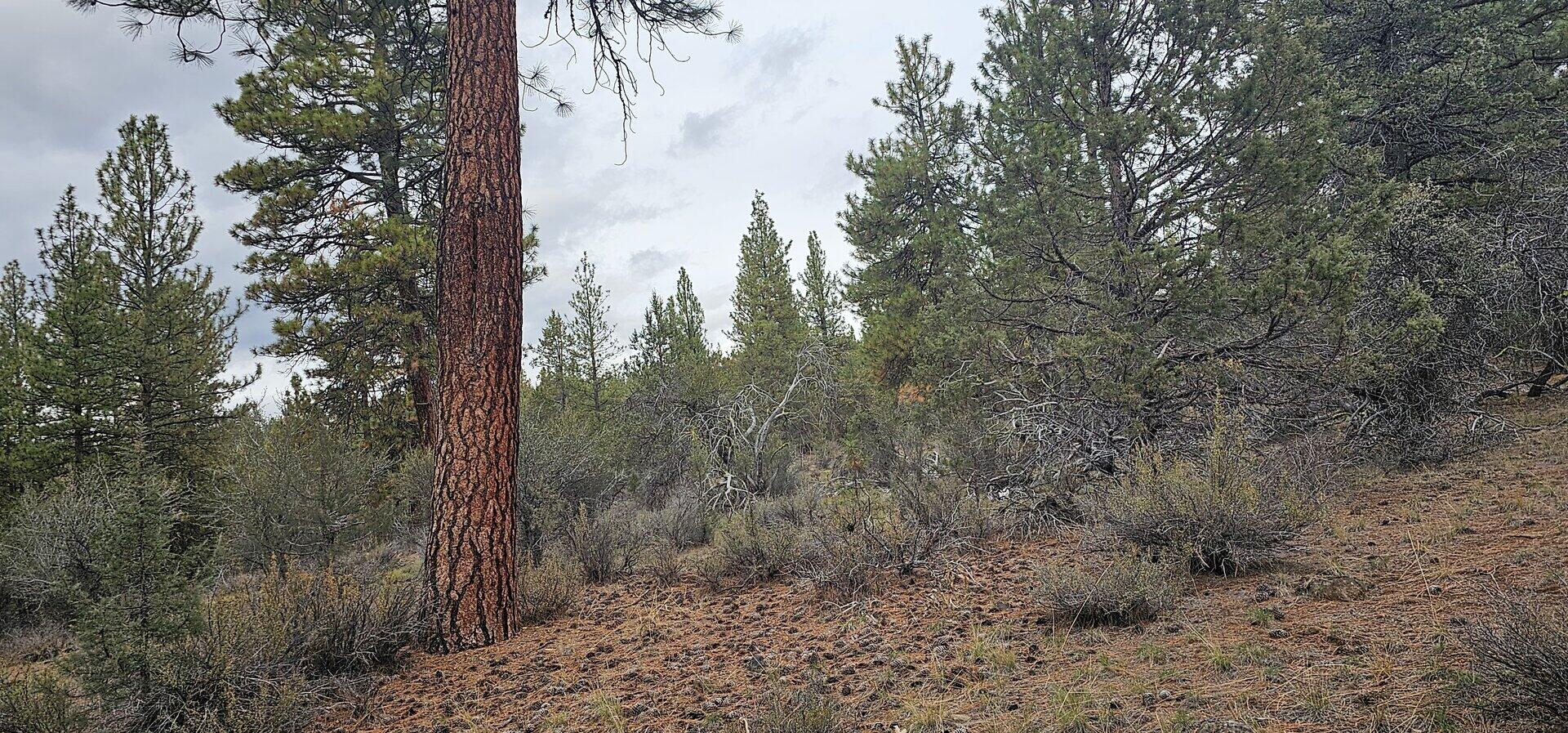 Seven acres of usable land across three adjoining parcels on Grizzly Lane in Bonanza, Oregon. Zoned Rural Residential, this property offers flexibility for residential development, recreation, or future investment. The terrain is mostly flat with a gentle slope, making it well-suited for a variety of uses. Power is available at the street, and the property is accessed by a maintained gravel road.

Located outside the town of Bonanza, the property provides a balance of rural setting and proximity to local services, with easy access to outdoor recreation including the Sprague River and surrounding countryside.

Listing agent has ownership interest in the property.