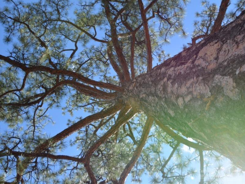 Clearpine - Land