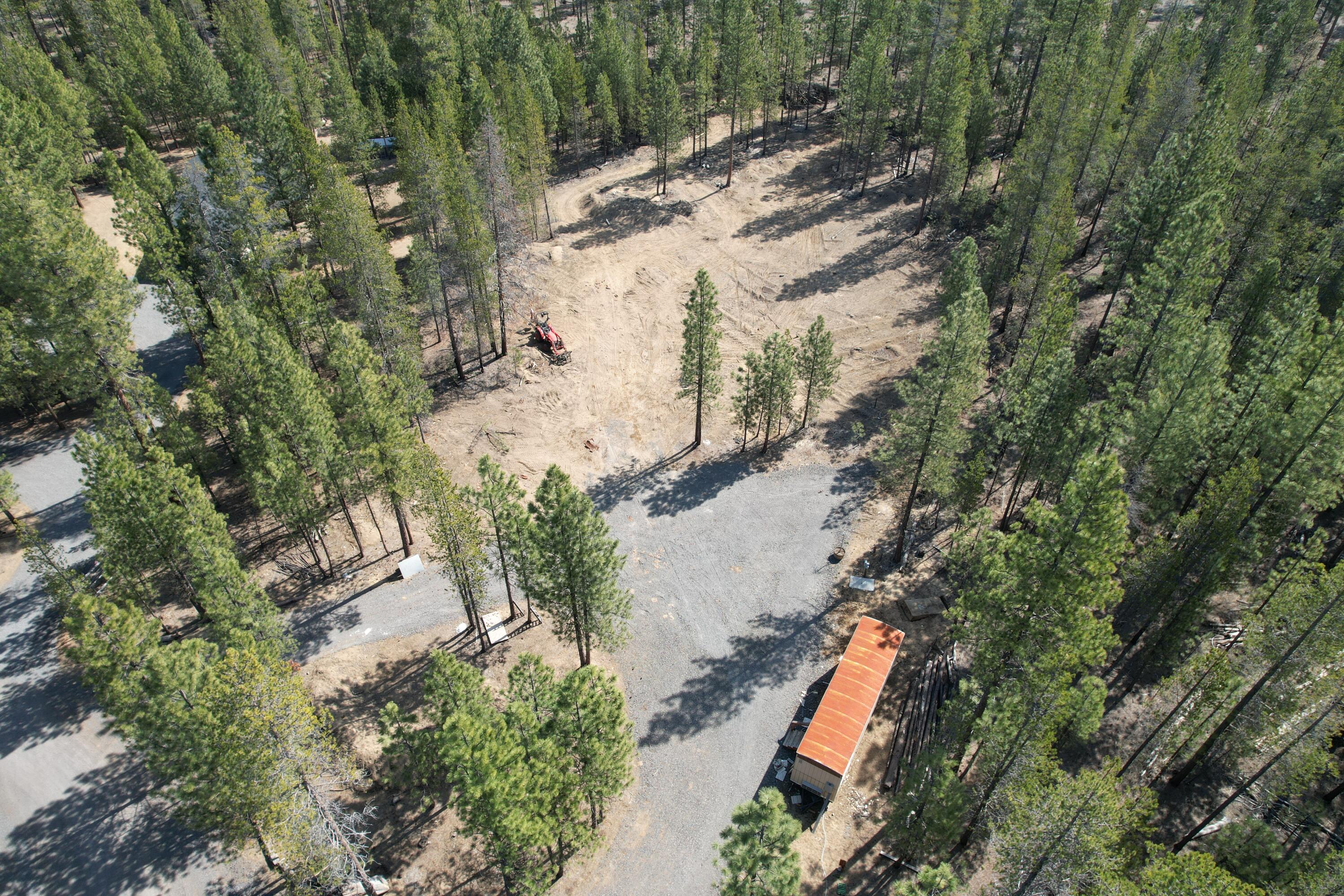 Ponderosa Pines - Land