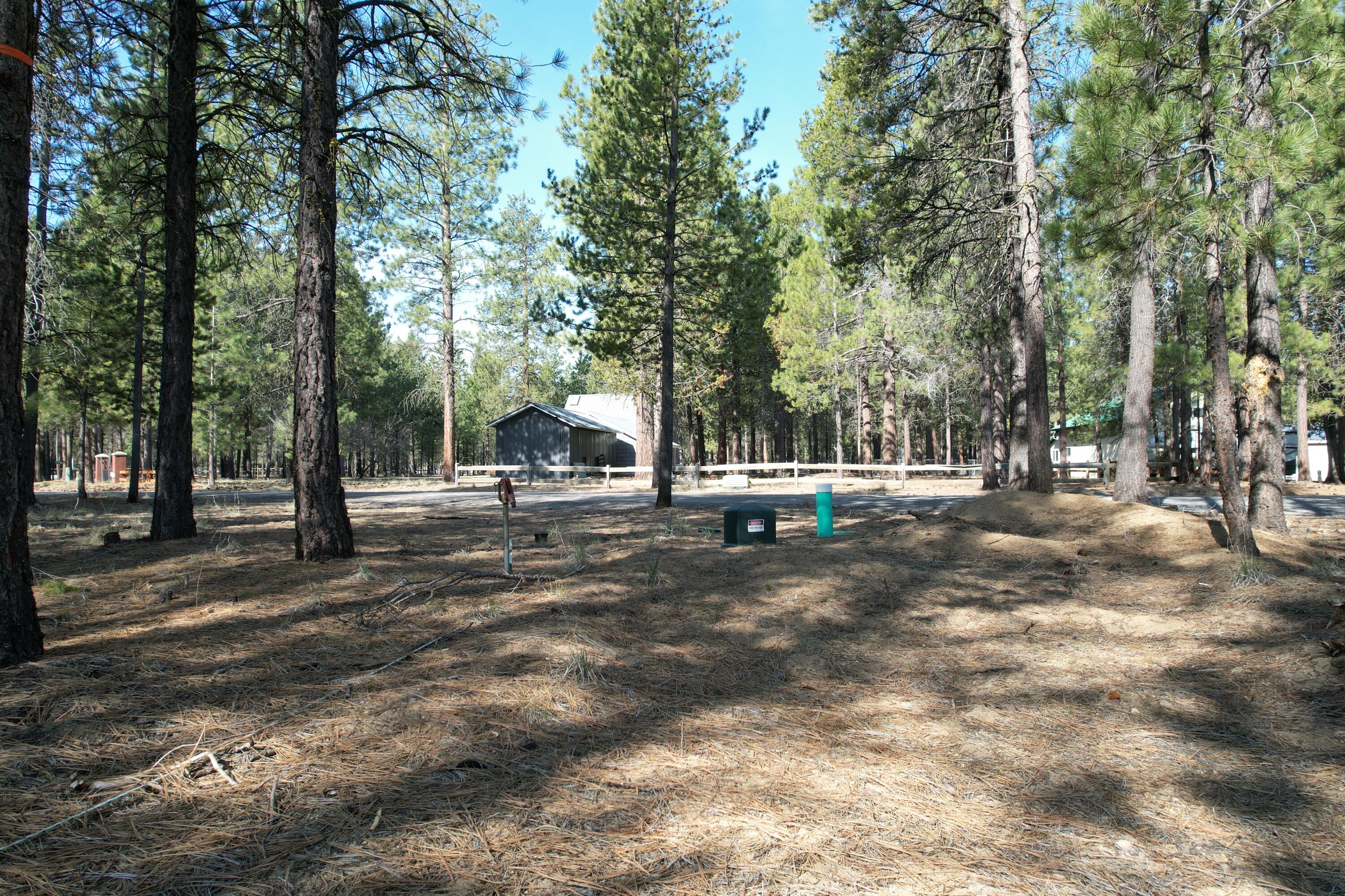 Ponderosa Pines - Land