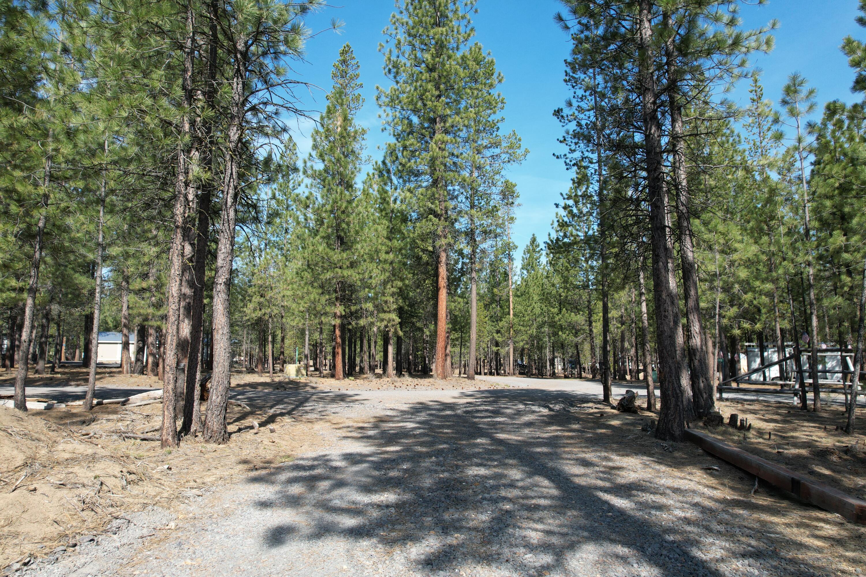 Ponderosa Pines - Land