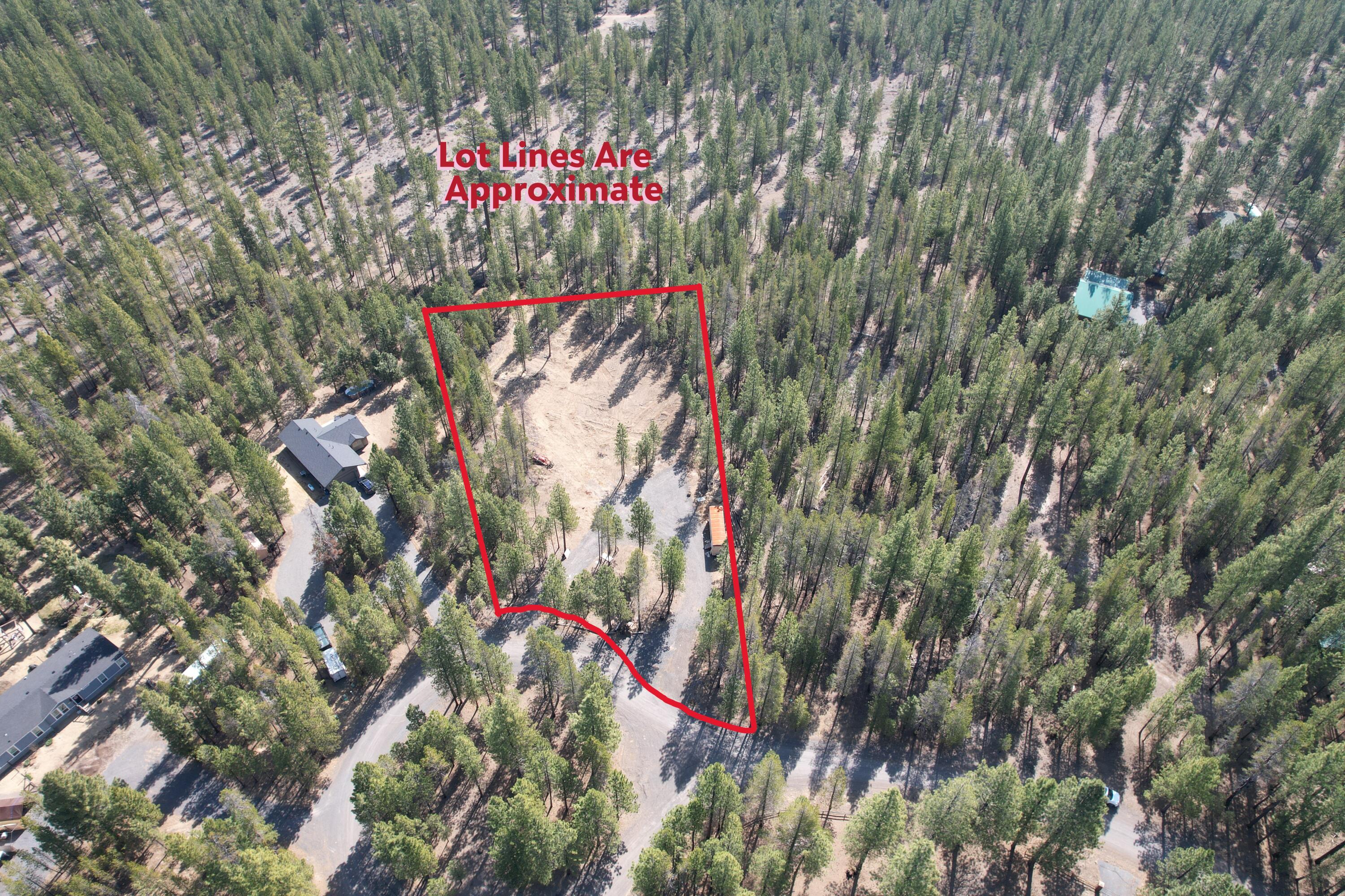 Ponderosa Pines - Land