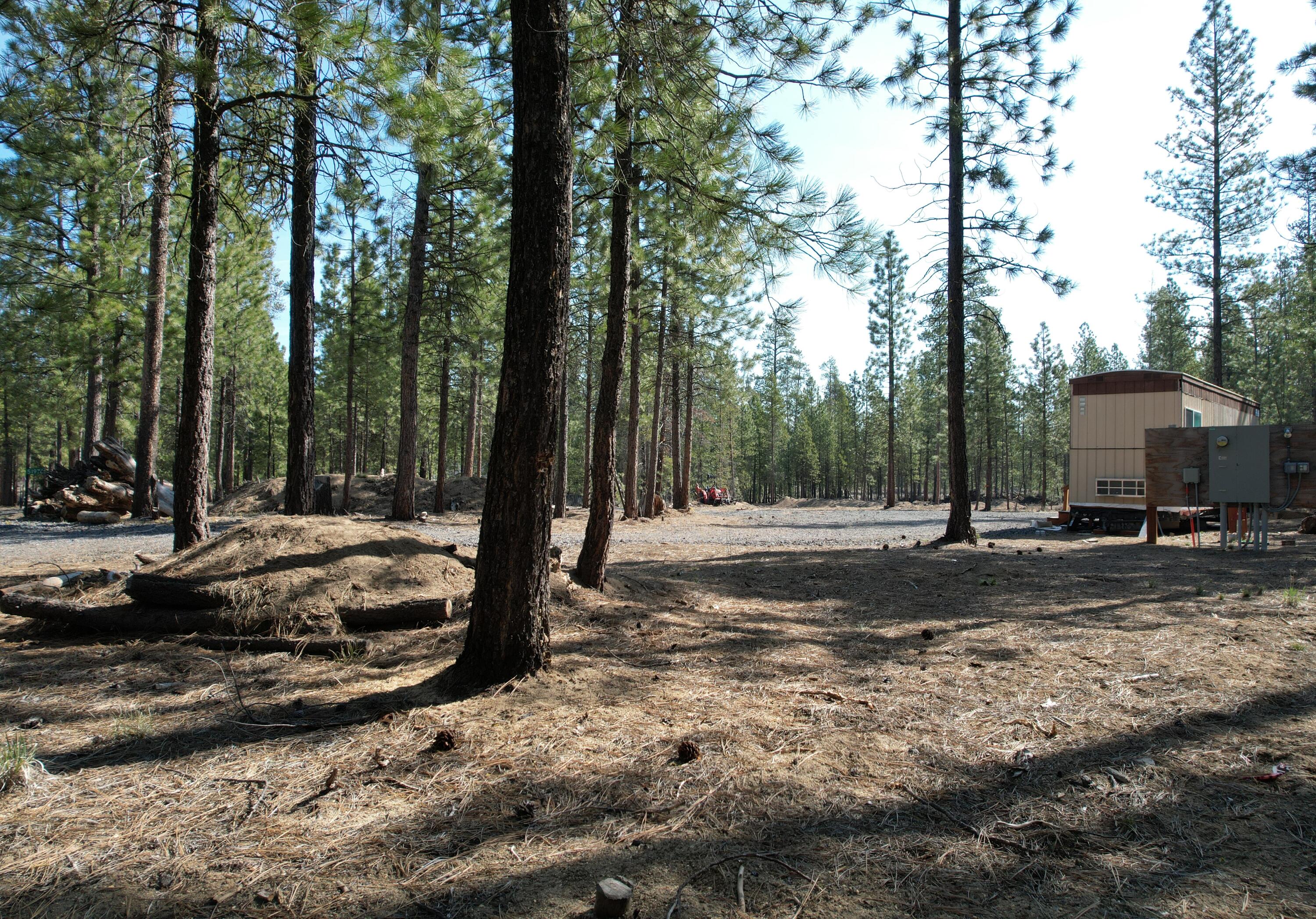 Ponderosa Pines - Land
