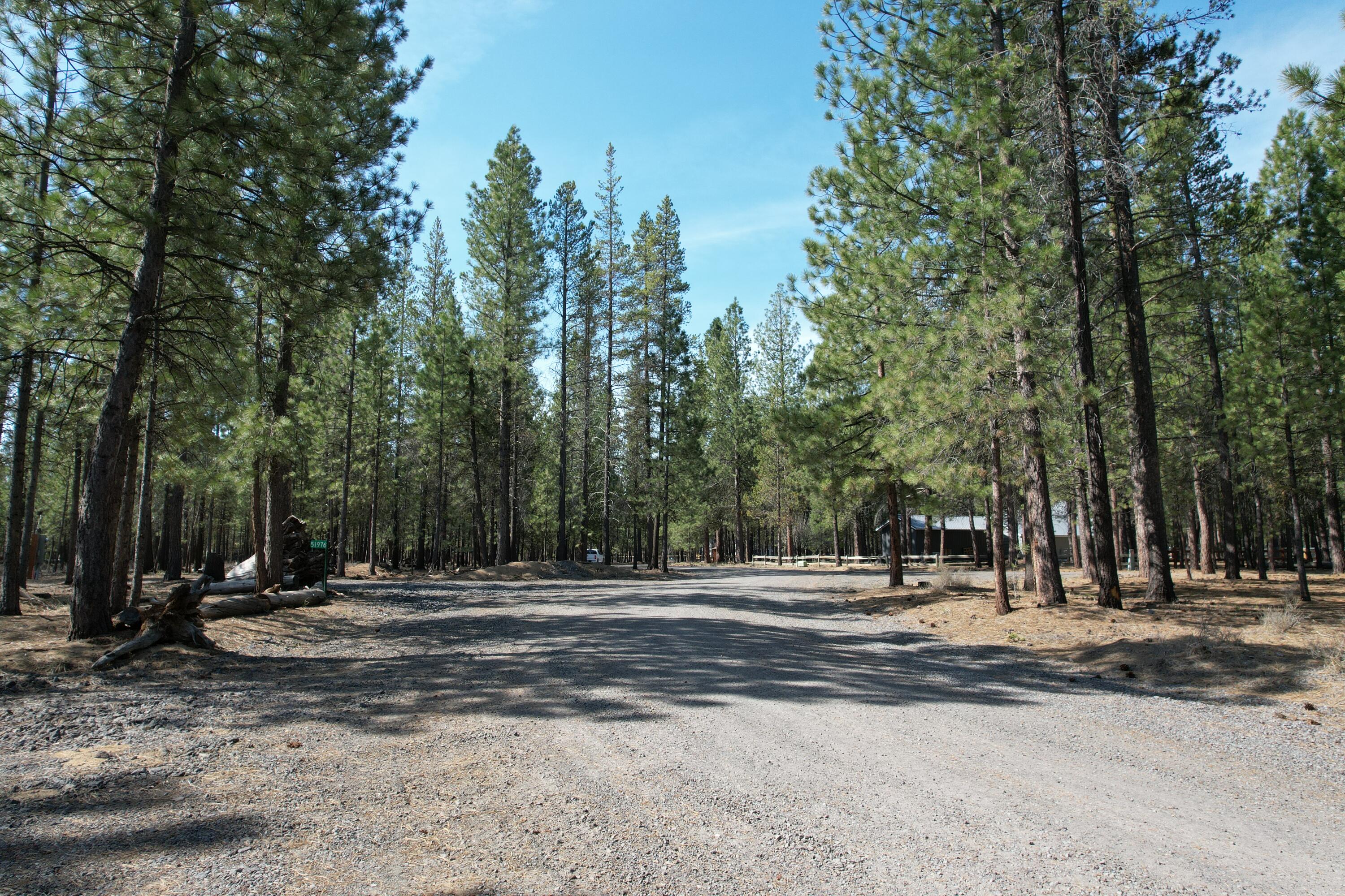 Ponderosa Pines - Land