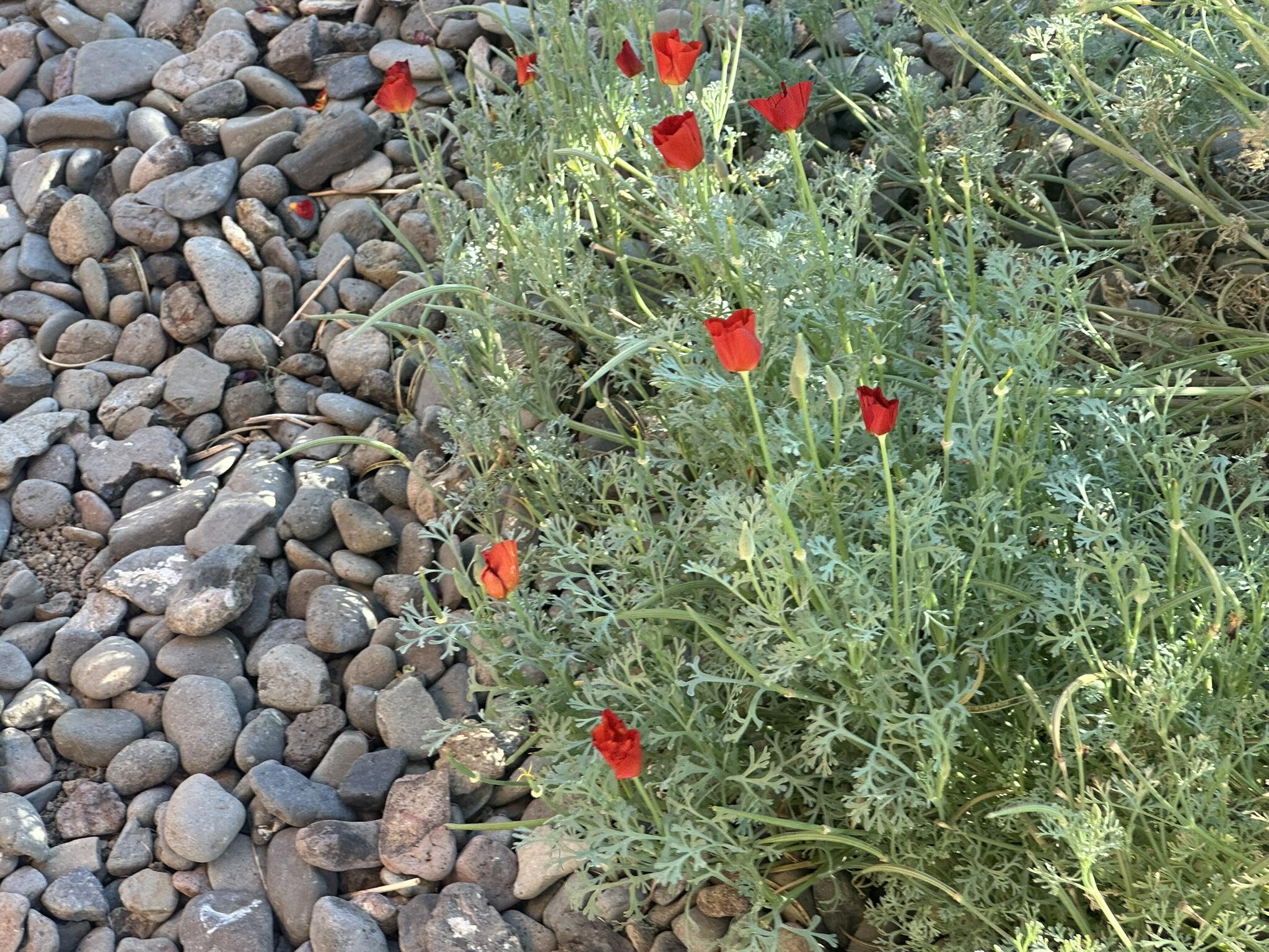 McKay Meadows - Residential