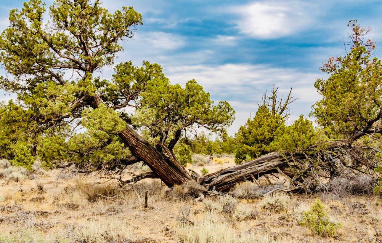 Badlands Ranch - Land
