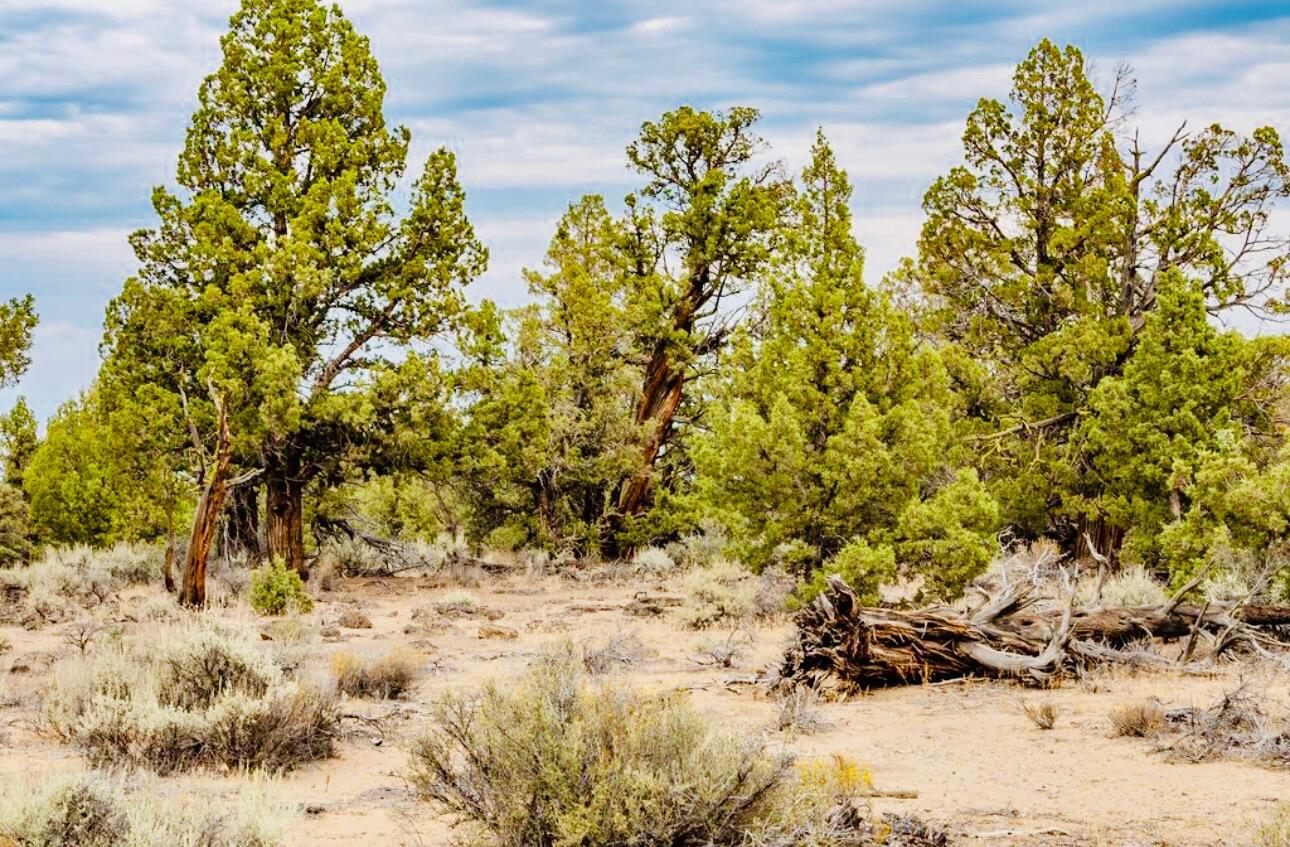 Badlands Ranch - Land