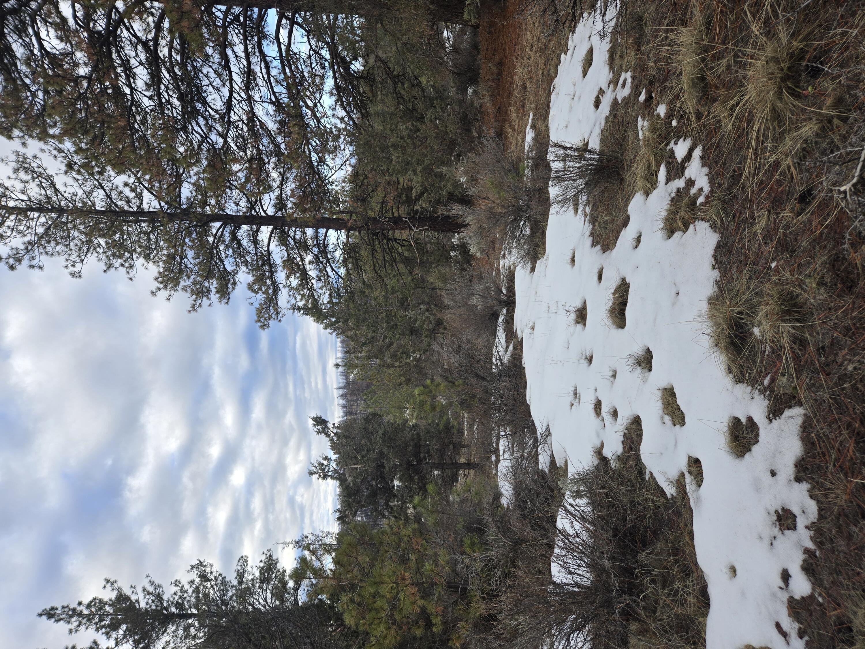 Beautiful lot over 4 acres off of Bly Mountain Cutoff.  Lots of trees and some level spots to build your dream home.  Buyer to do their own due diligence on use, utilities, septic, access, well and more.