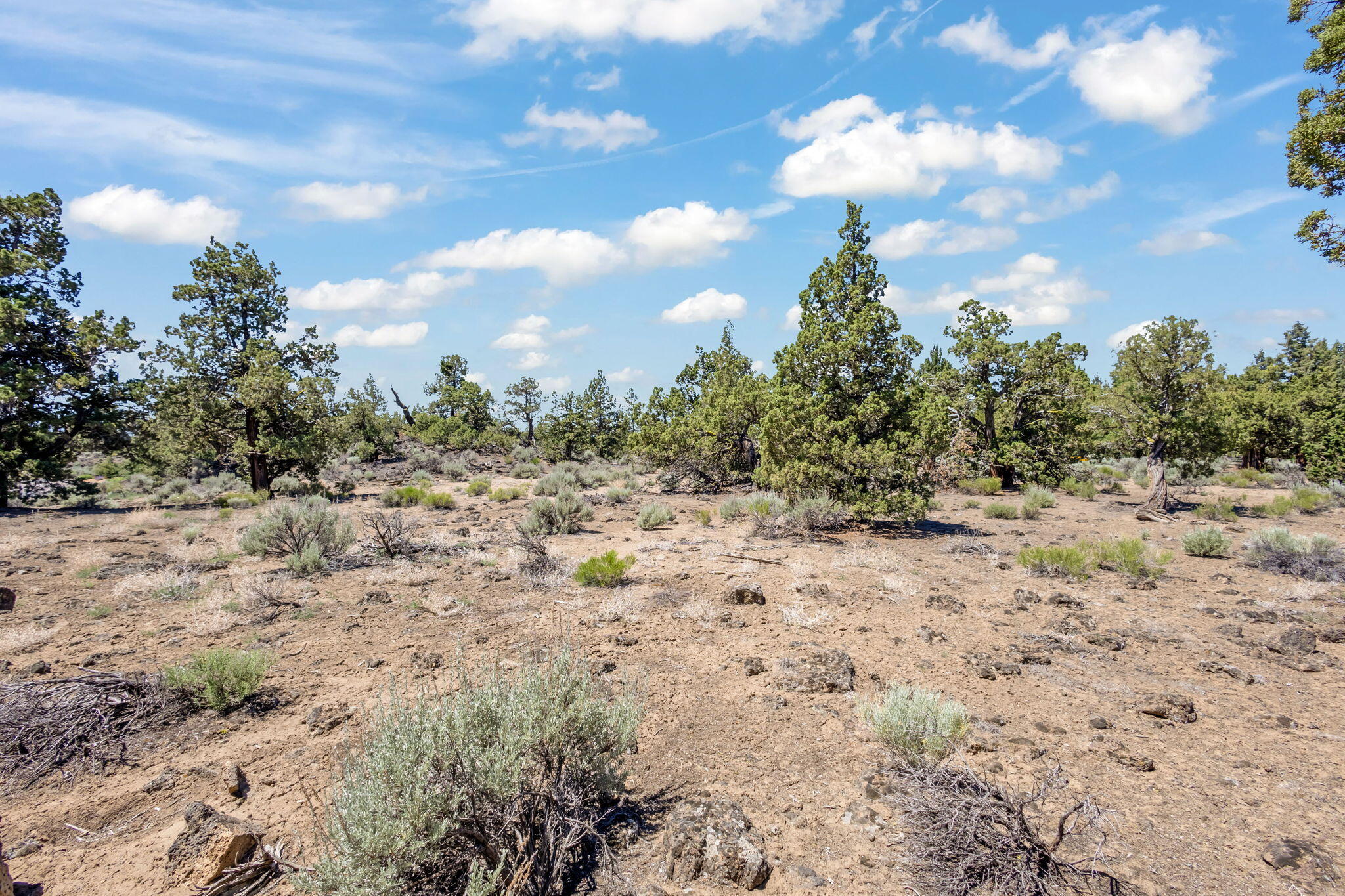 Pronghorn - Land