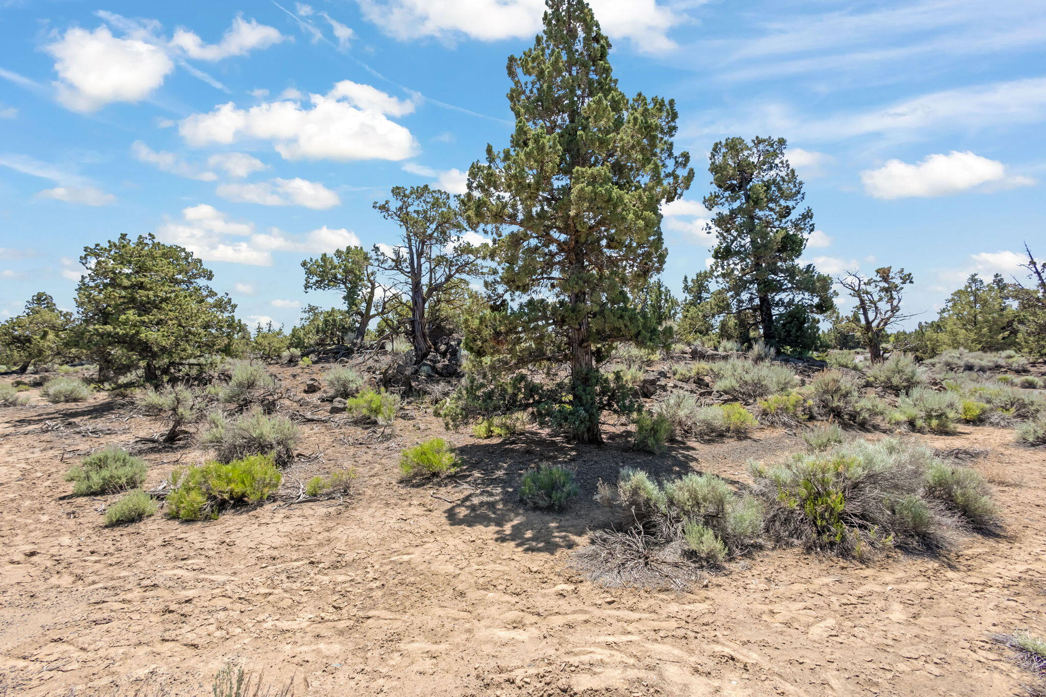 Pronghorn - Land