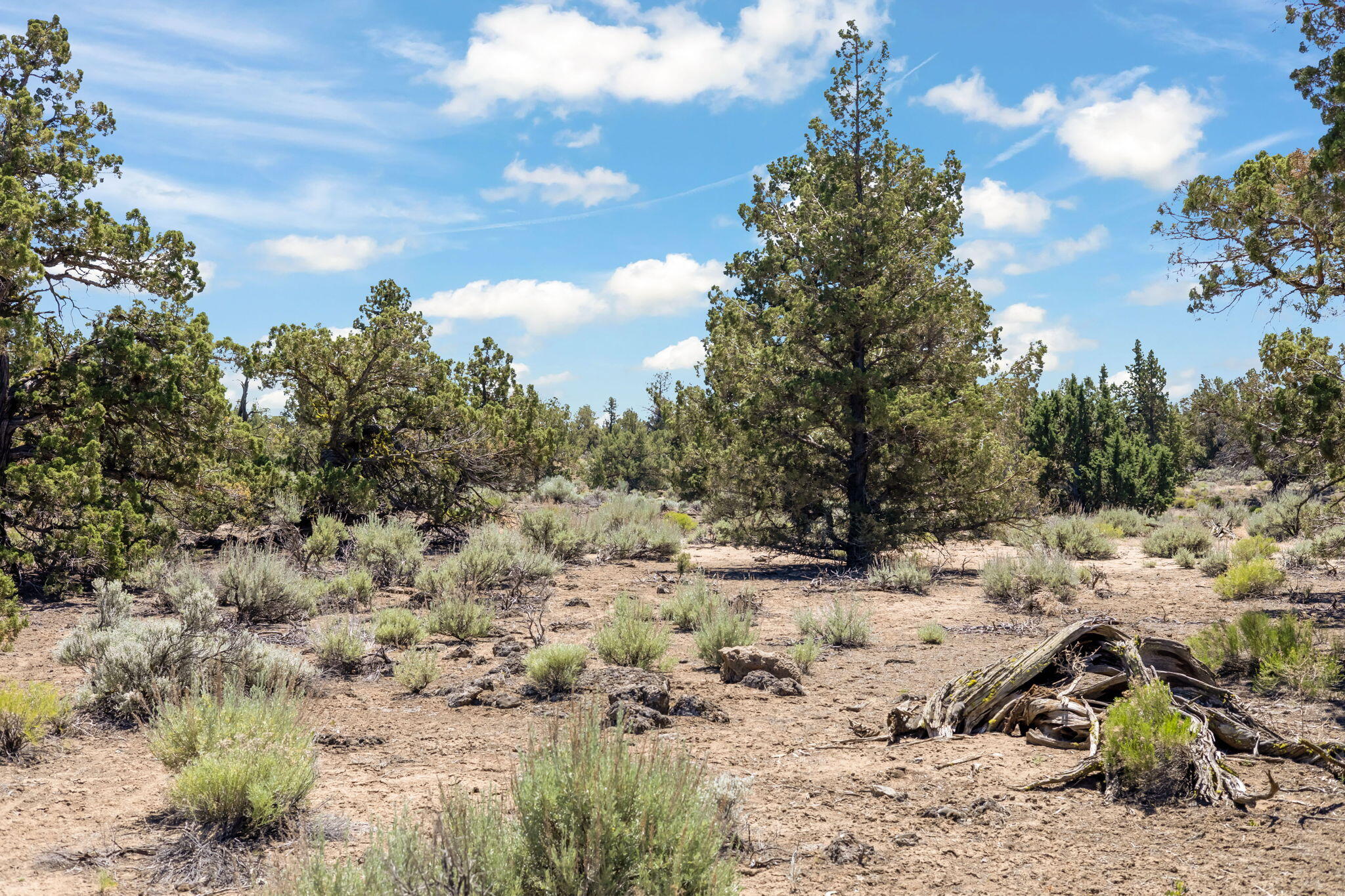 Pronghorn - Land
