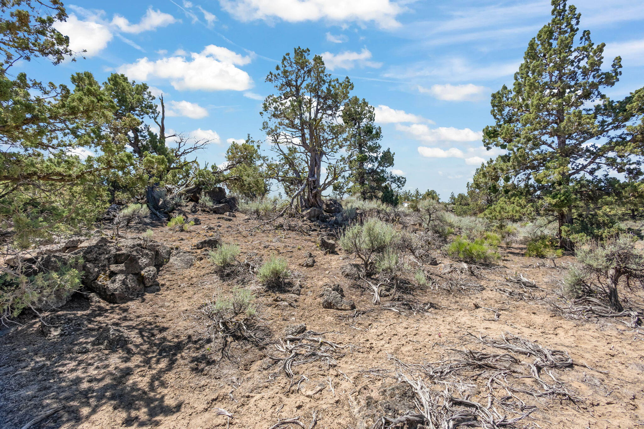 Pronghorn - Land
