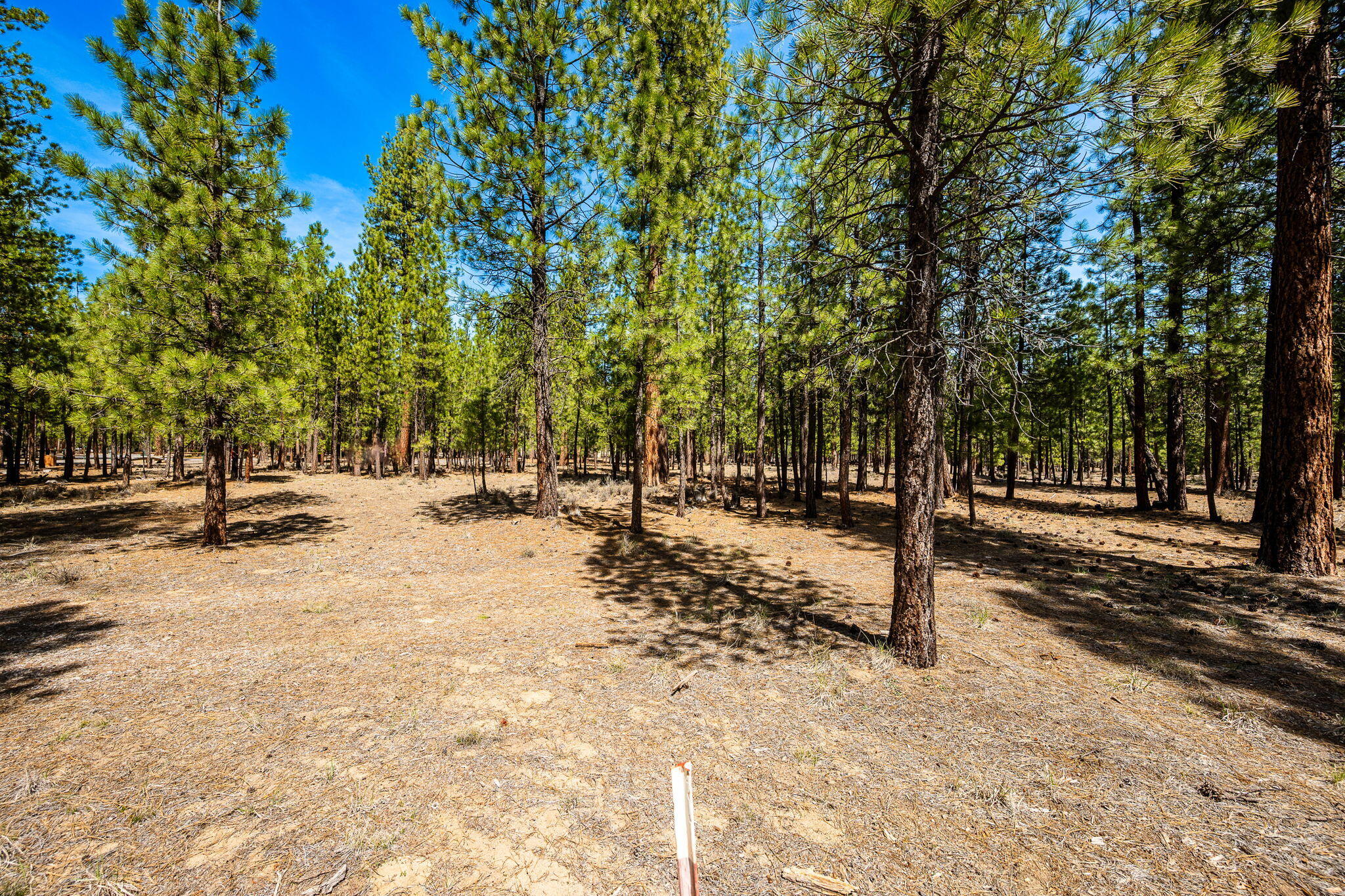 Ponderosa Pines - Land
