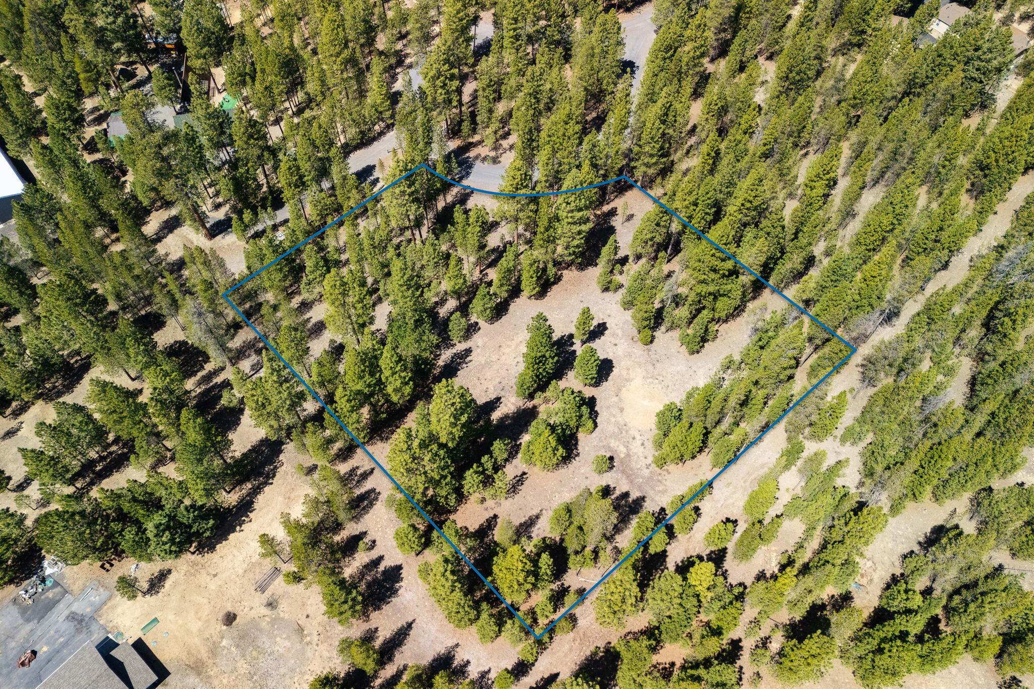 Ponderosa Pines - Land