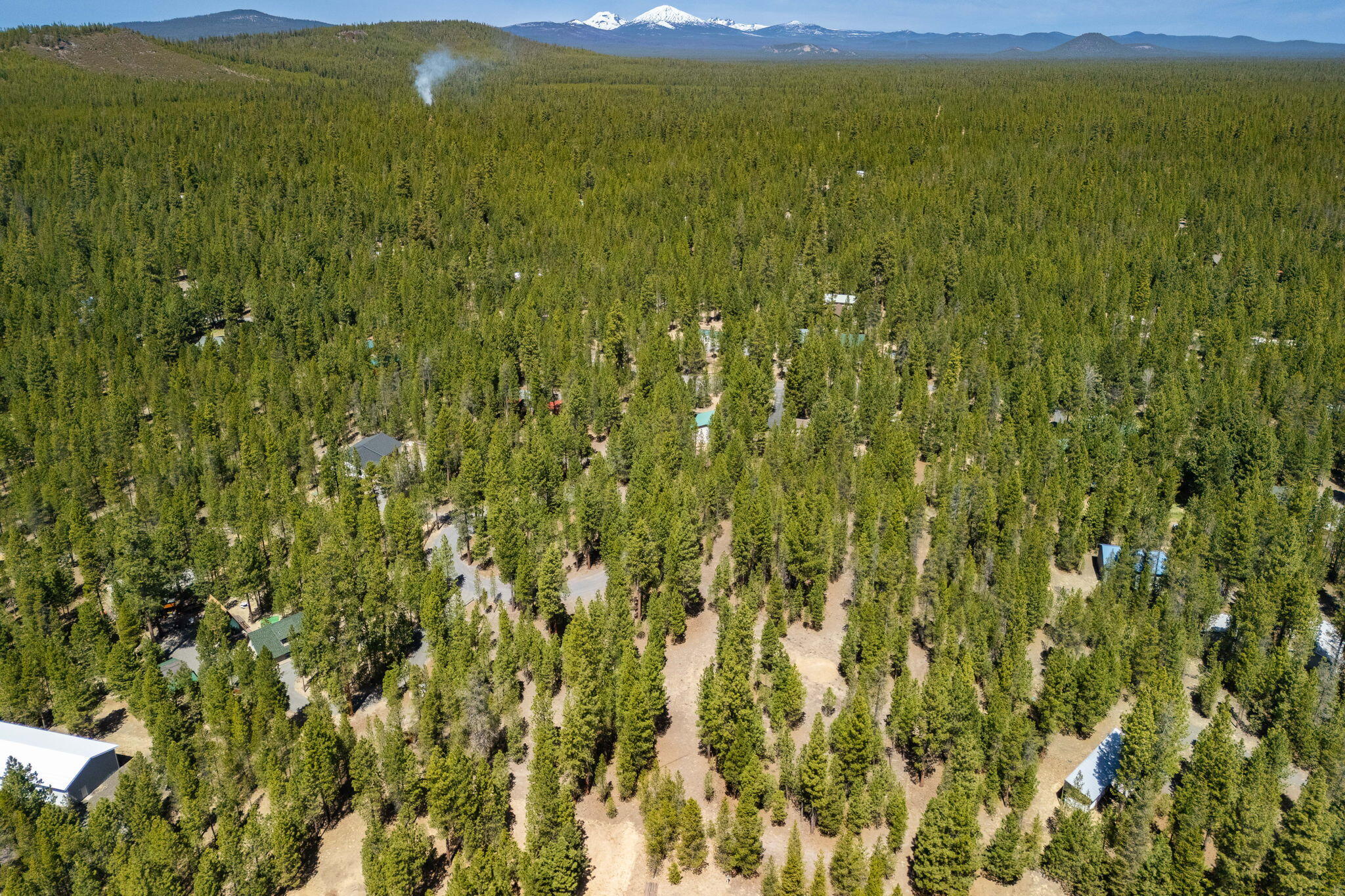 Ponderosa Pines - Land