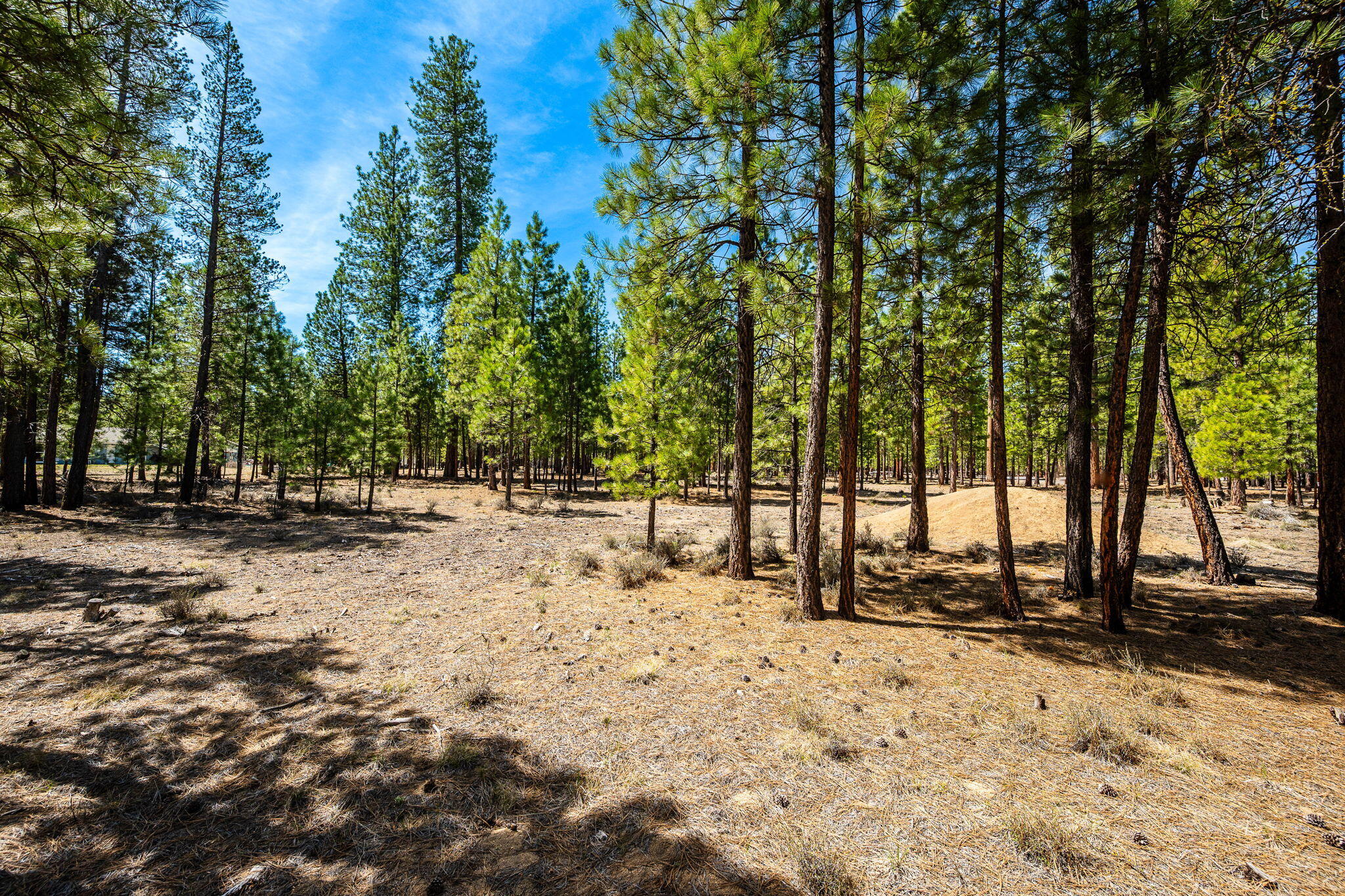 Ponderosa Pines - Land