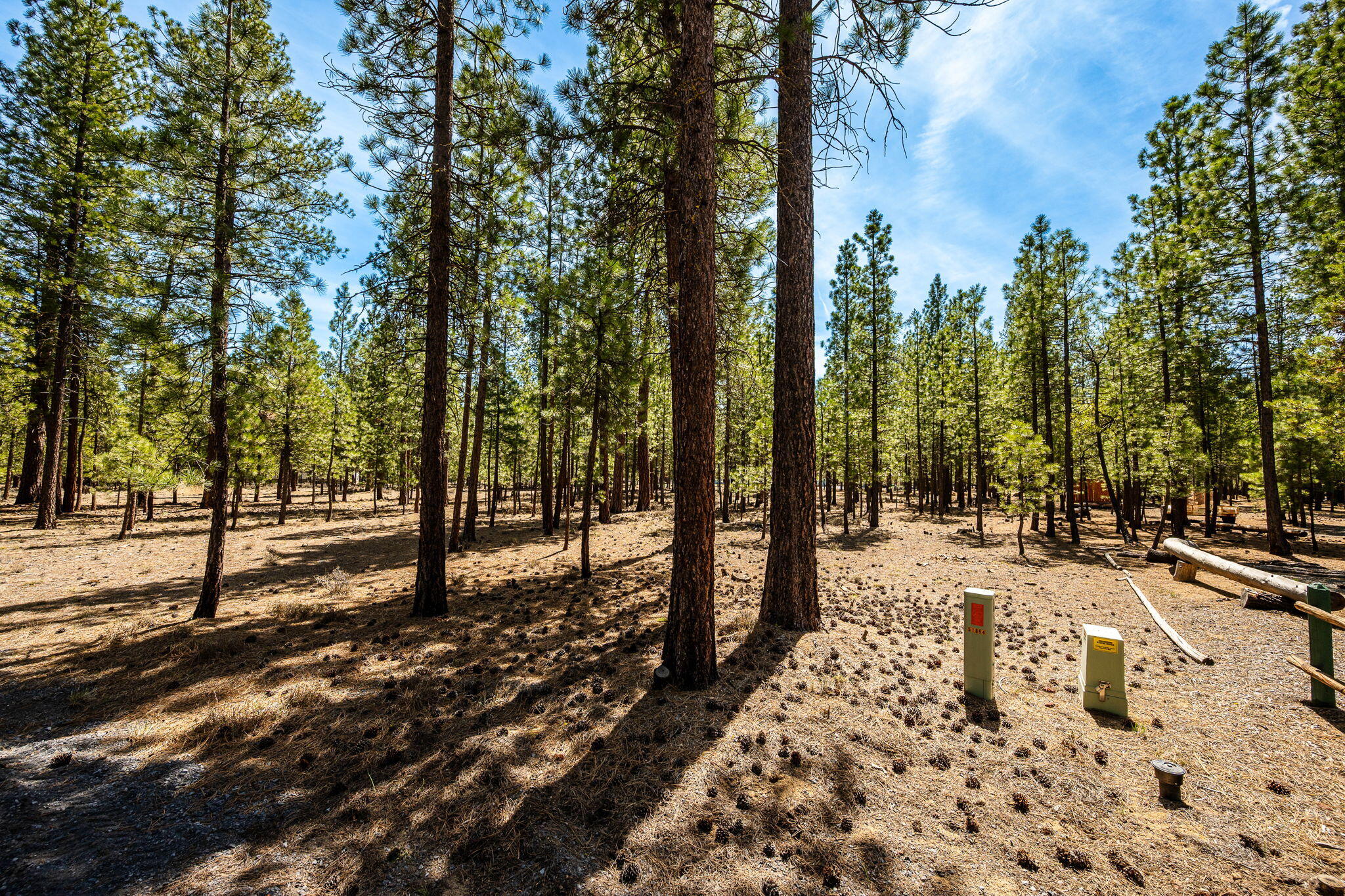 Ponderosa Pines - Land