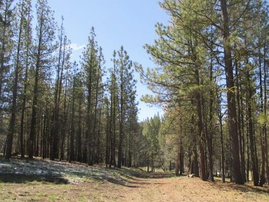 Two (approx 4 ac) Residential lots selling together, totaling just over 8 acres. Fantastic opportunity to own residential zoned, yet remote, lots in Beatty, Oregon! Ready for off-grid homesteading? Or - building your dream home(s) in this serene setting surrounded by beautiful pines. Contact Klamath County Building Dept. for questions on permits & building.