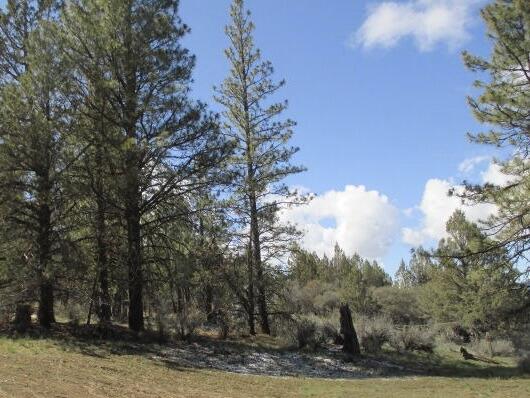 Ferguson Mountain Pines - Land