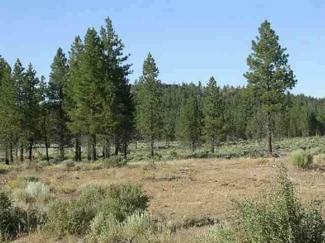Five Acres In The Forest Estate Subdivision With Privacy And Seclusion. Area Of Good Water. Approximately 50 Miles To Klamath Falls. Call L/O For Directions. Two Seperate Tax Lots. Prime Corner Location. Tall Pines For Privacy.
