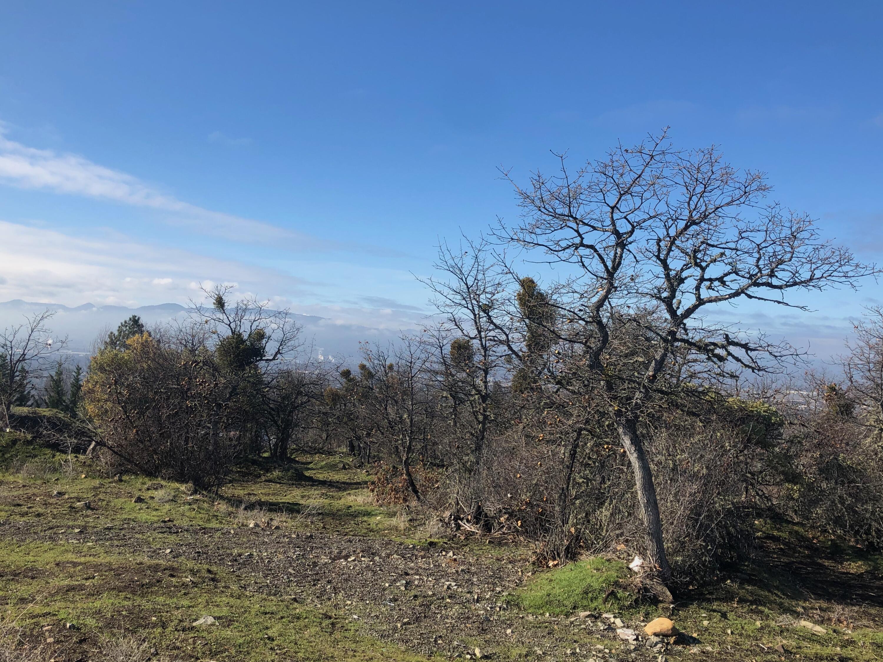 Prime Development Opportunity in Medford's UGB - 3 Adjoining R-4 Lots with City Views.  Rare offering of three adjoining residential lots located within the Urban Growth Boundary of the City of Medford. Zoned R-4, these parcels provide exceptional development potential with utilities already stubbed to the property.  Enjoy sweeping views of the city from most areas of the site, making it an ideal setting for a mix of oversized custom homes with premium vistas and smaller lots for more affordable housing options. This flexible layout opportunity is perfect for developers looking to meet diverse market demand.
Buyers to perform all due diligence. Seller makes no representation regarding approved plans or entitlements for the site.