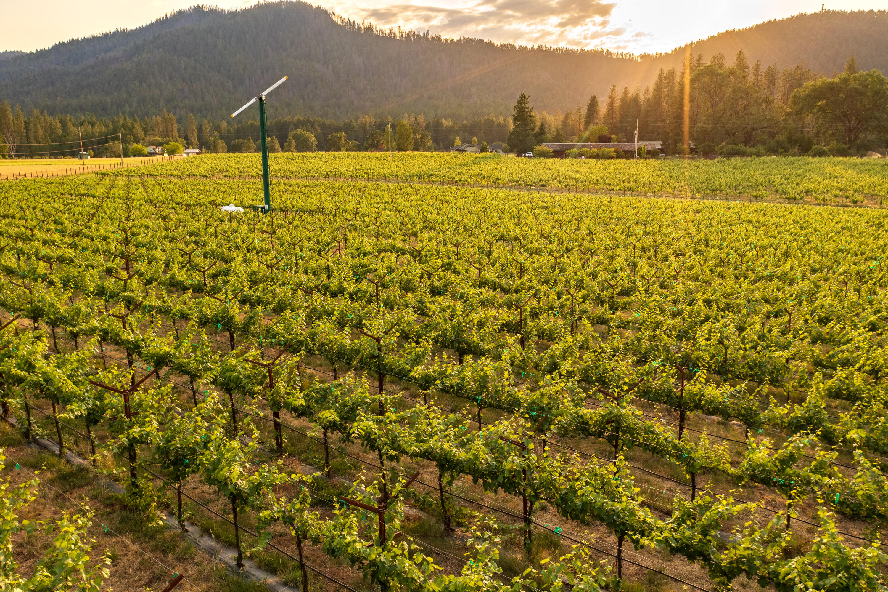 A premier organic vineyard with a homesite. This offering is one of the most attractive and well-developed vineyard properties in the region. Situated on 10.40 acres with +/-8.08 net acres of vineyard. In addition, there are +/- 2.00 net acres of vineyard that has a long-term lease (rights to lease included in this offering) for a total of 10.08 net acres of Pinot Noir & Tempranillo vineyard. The property has high quality loam soils & 9.50 acres of very strong water rights from Rogue River. This vineyard has consistently produced award-winning wines under the Coventina Brand (Brand and Inventory available separately). With a combination of efficient shape, amazing location, level topography, overall size, high quality soils, and available water rights, this offering is one of the most attractive vineyard properties in the region. In addition to the vineyard, the is a non-expiring homesite allowing the development of your dream vineyard estate. Call for more information.