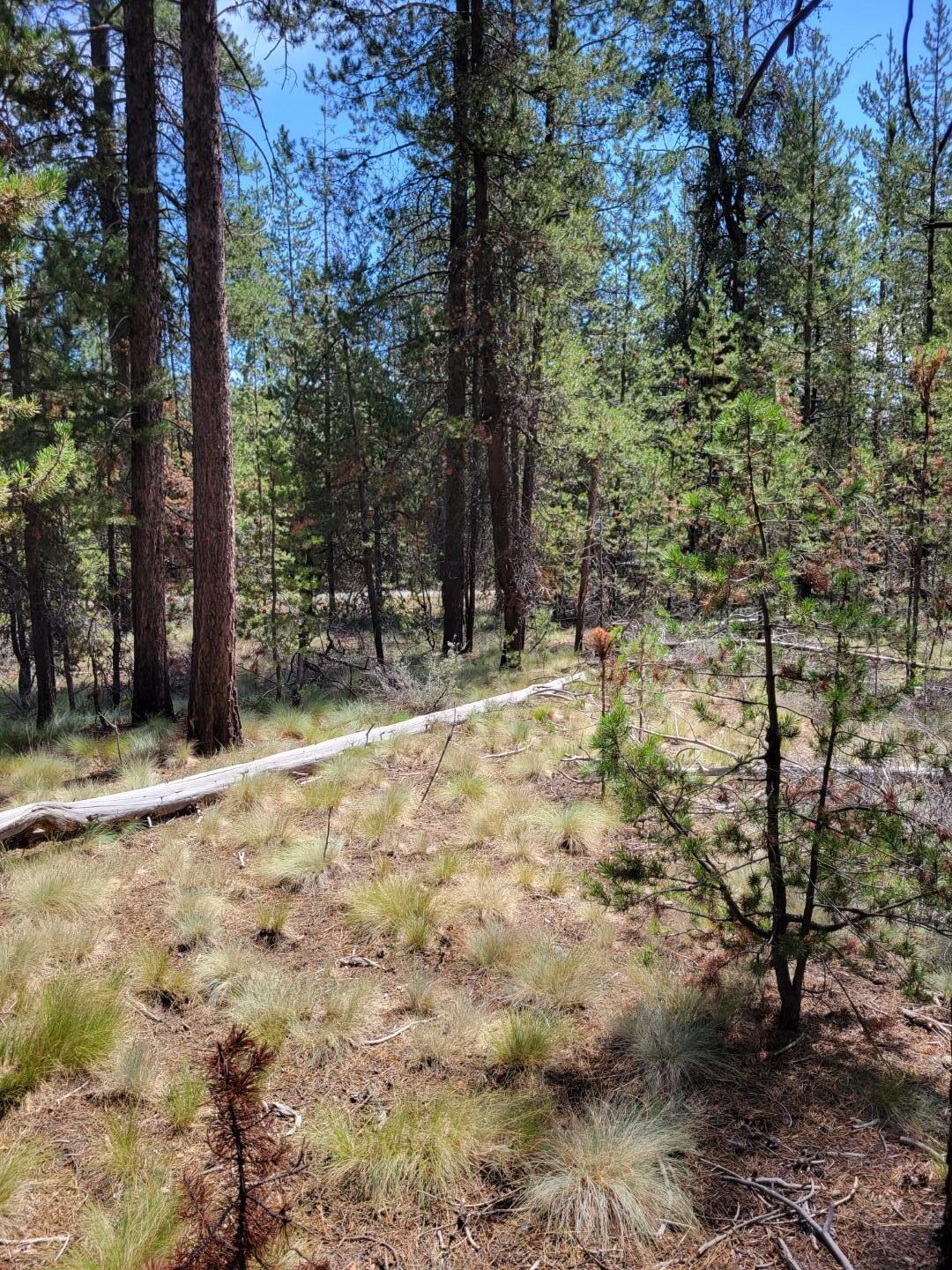 Woodland Park - Land